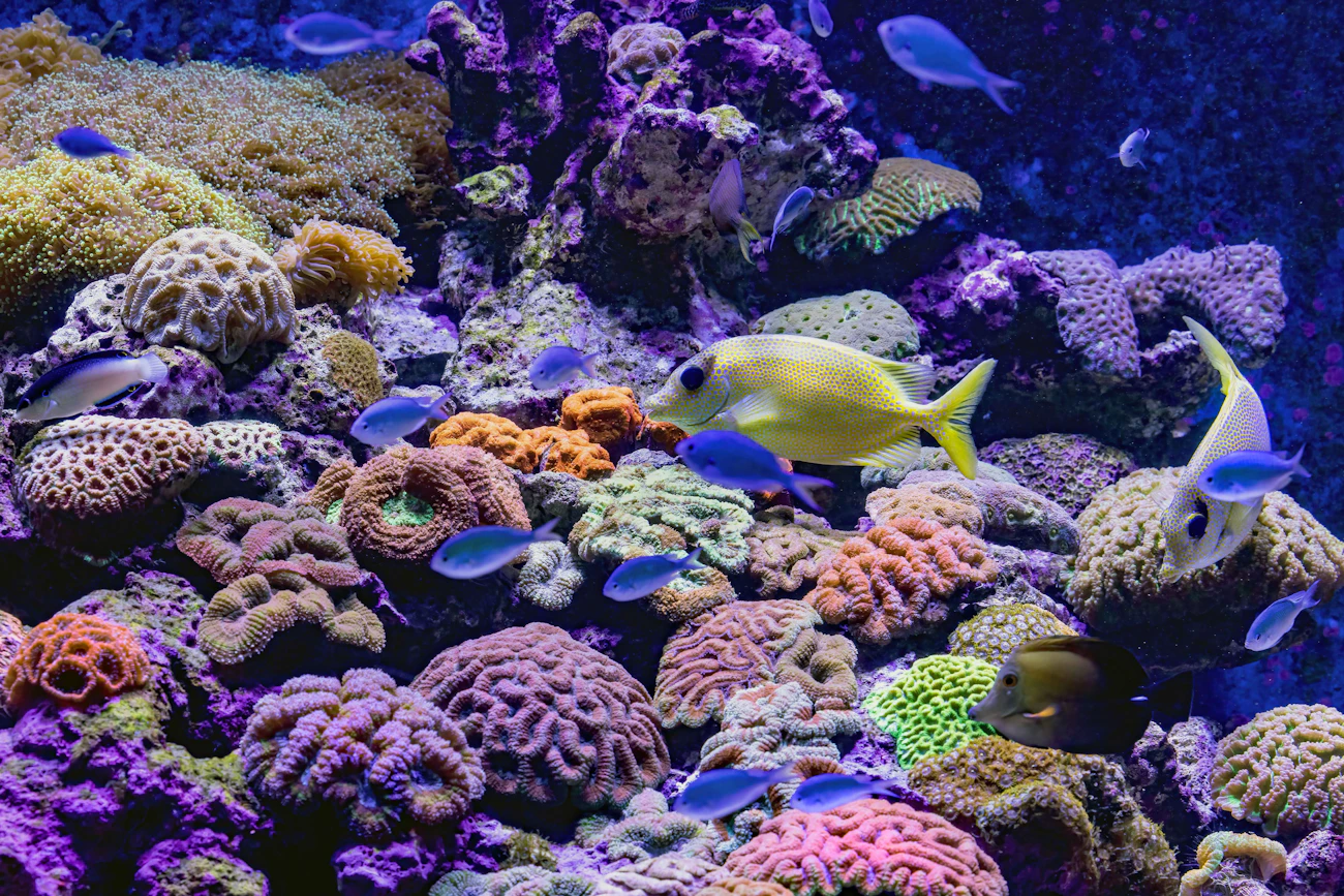 Vibrant reef aquarium with tropical fish and corals