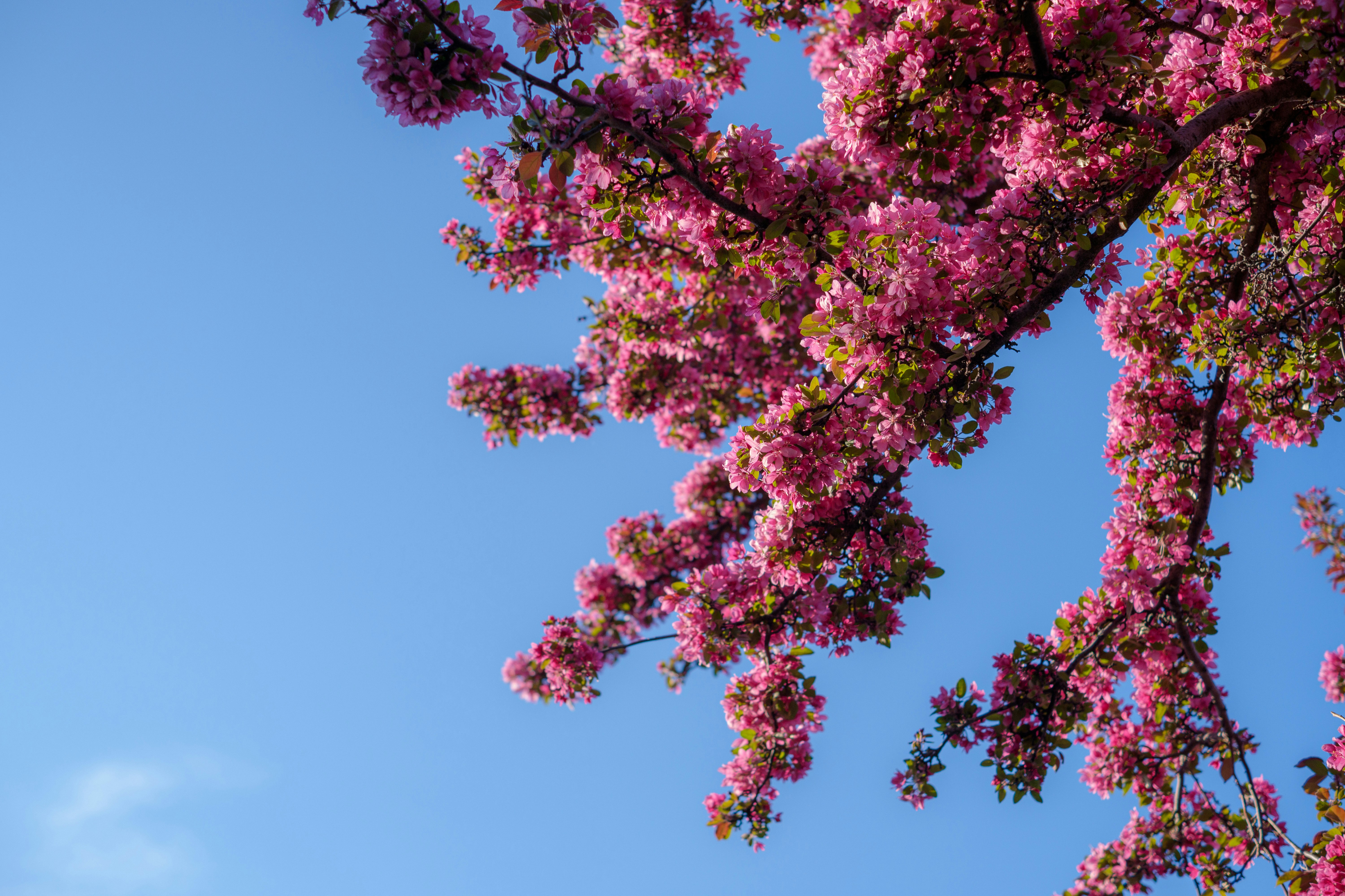 Photo by brshiraishi