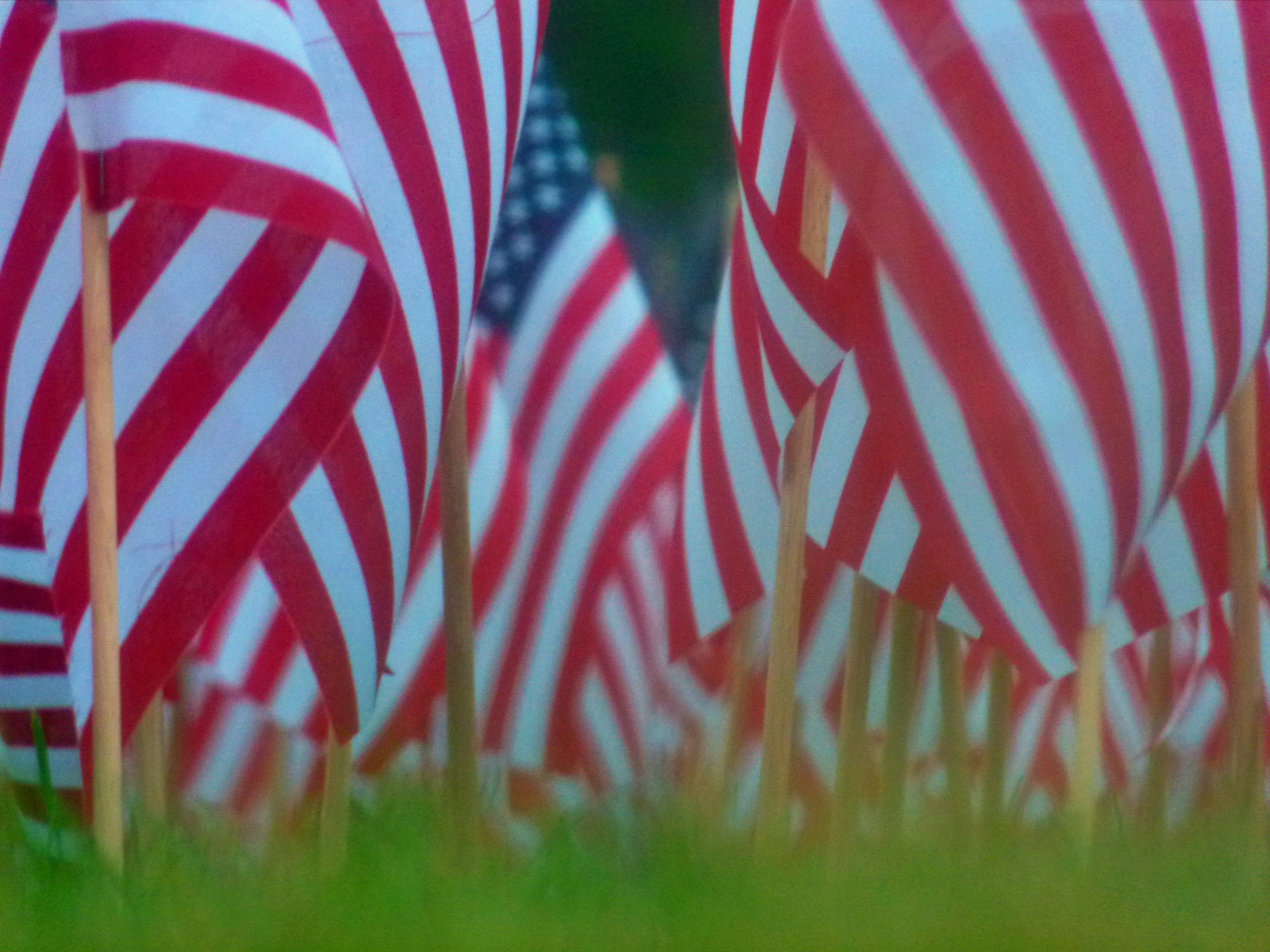 American flags stand in the green grass.