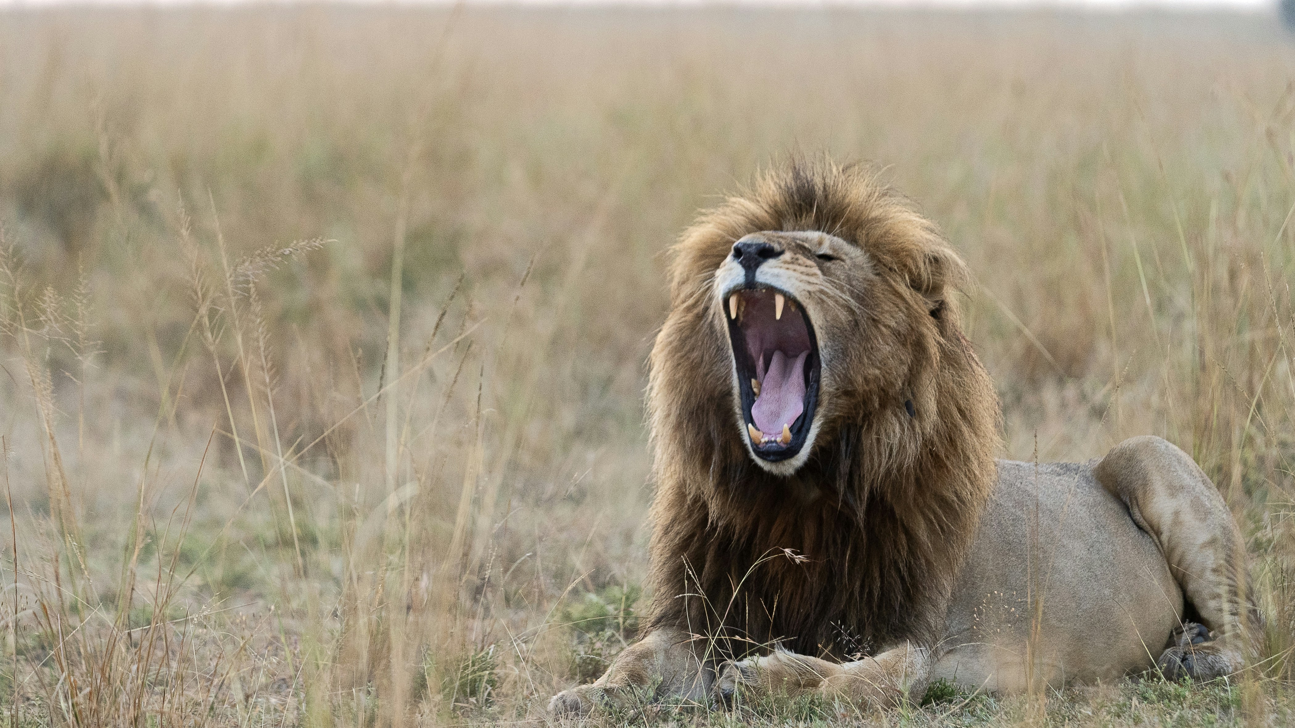 A lion yawns wide in the grassy plains. (Photo by Rohit Varma on Unsplash)