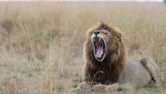 A lion yawns wide in the grassy plains.
