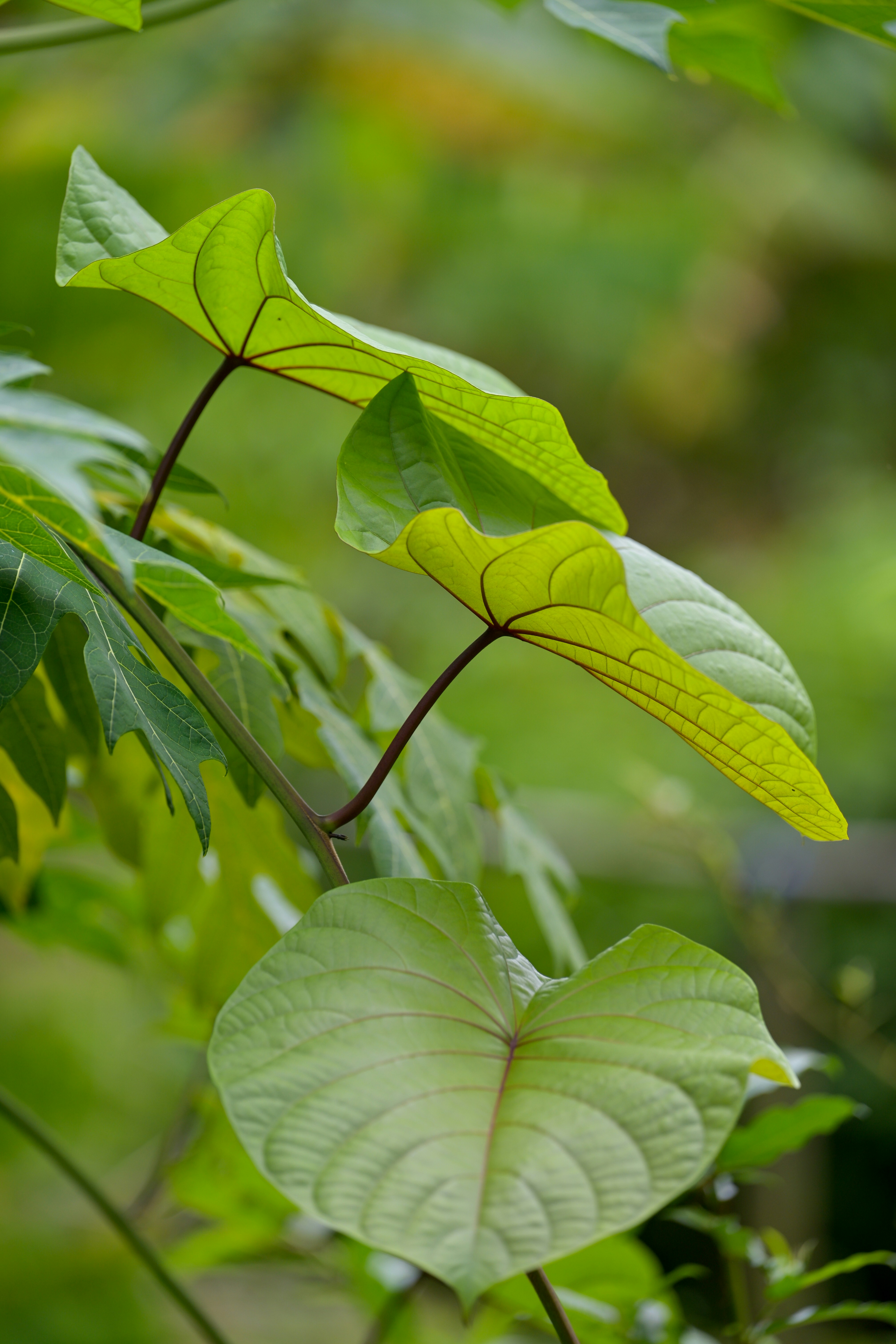 Photo by jonathankslim