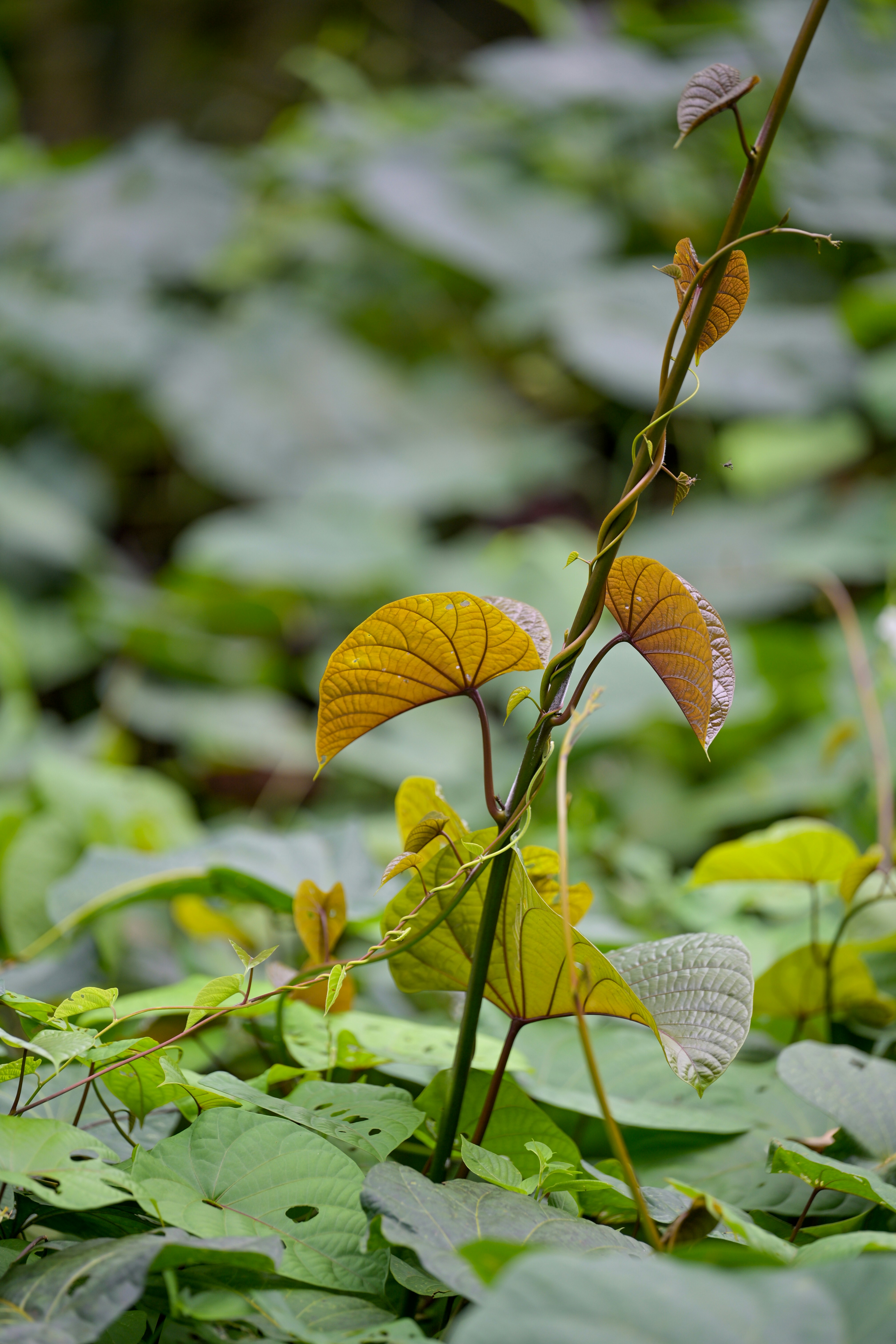 Photo by jonathankslim