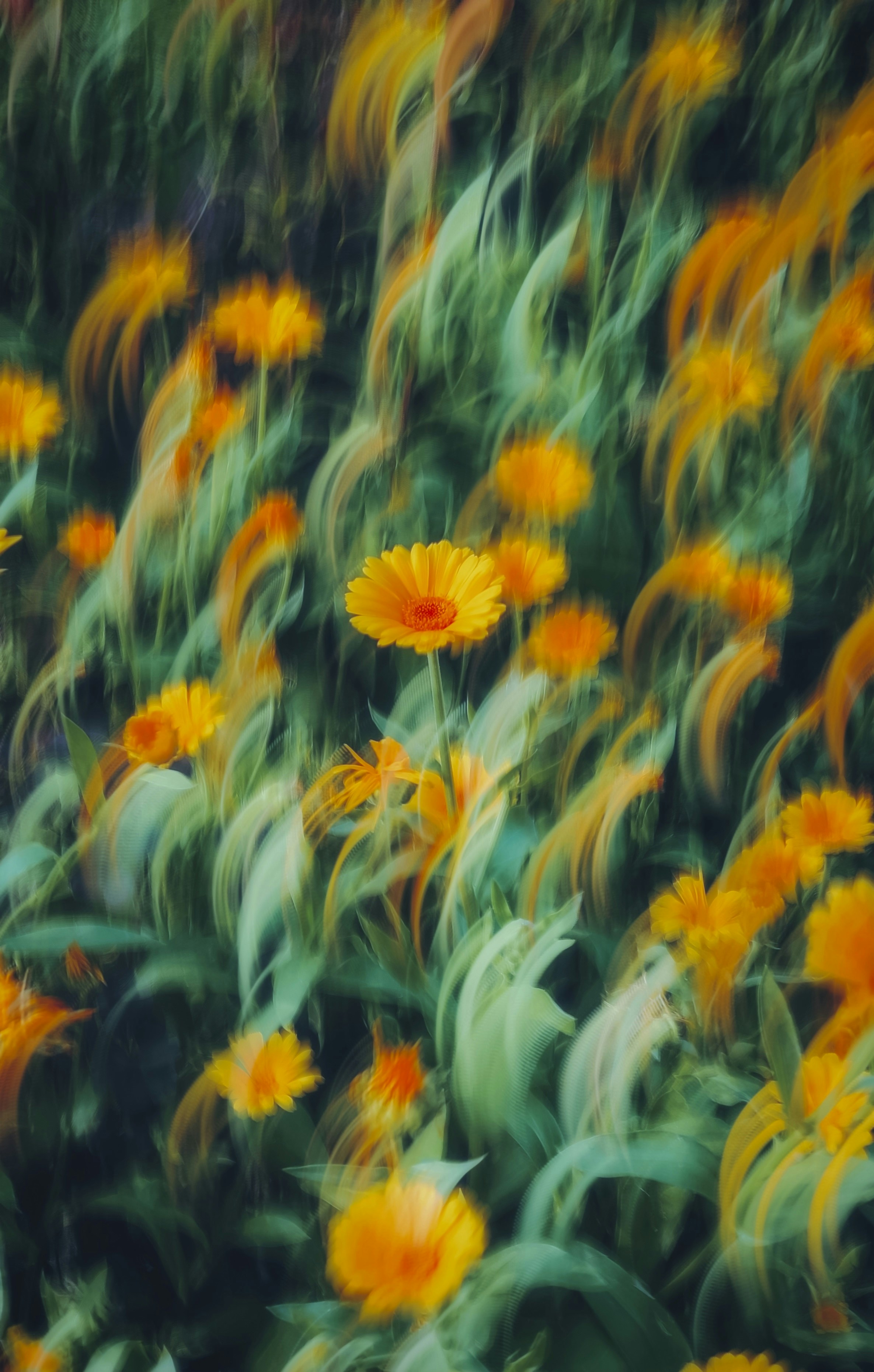 Yellow flowers with a blurry, artistic effect.