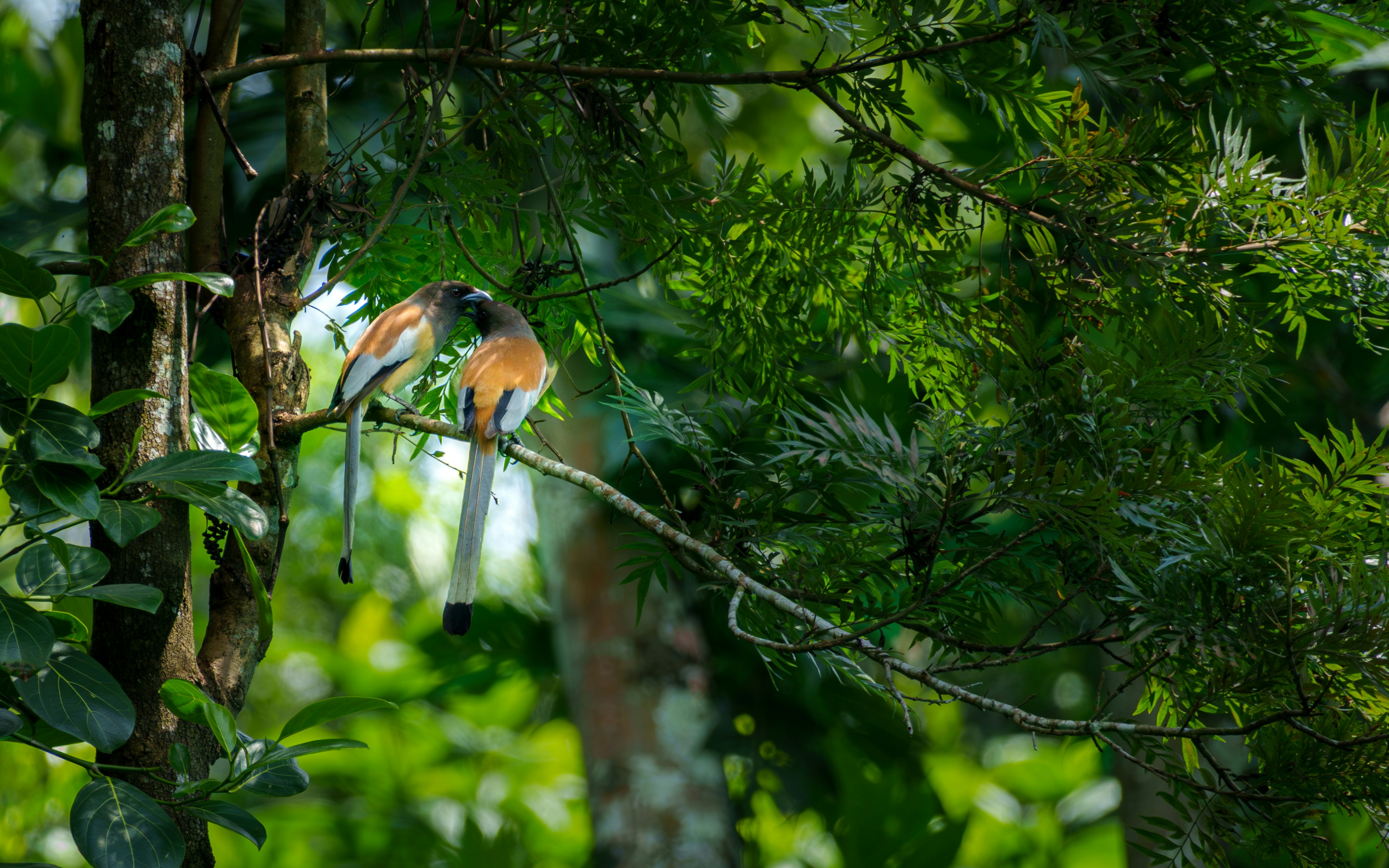 Photo by shibinjoseph