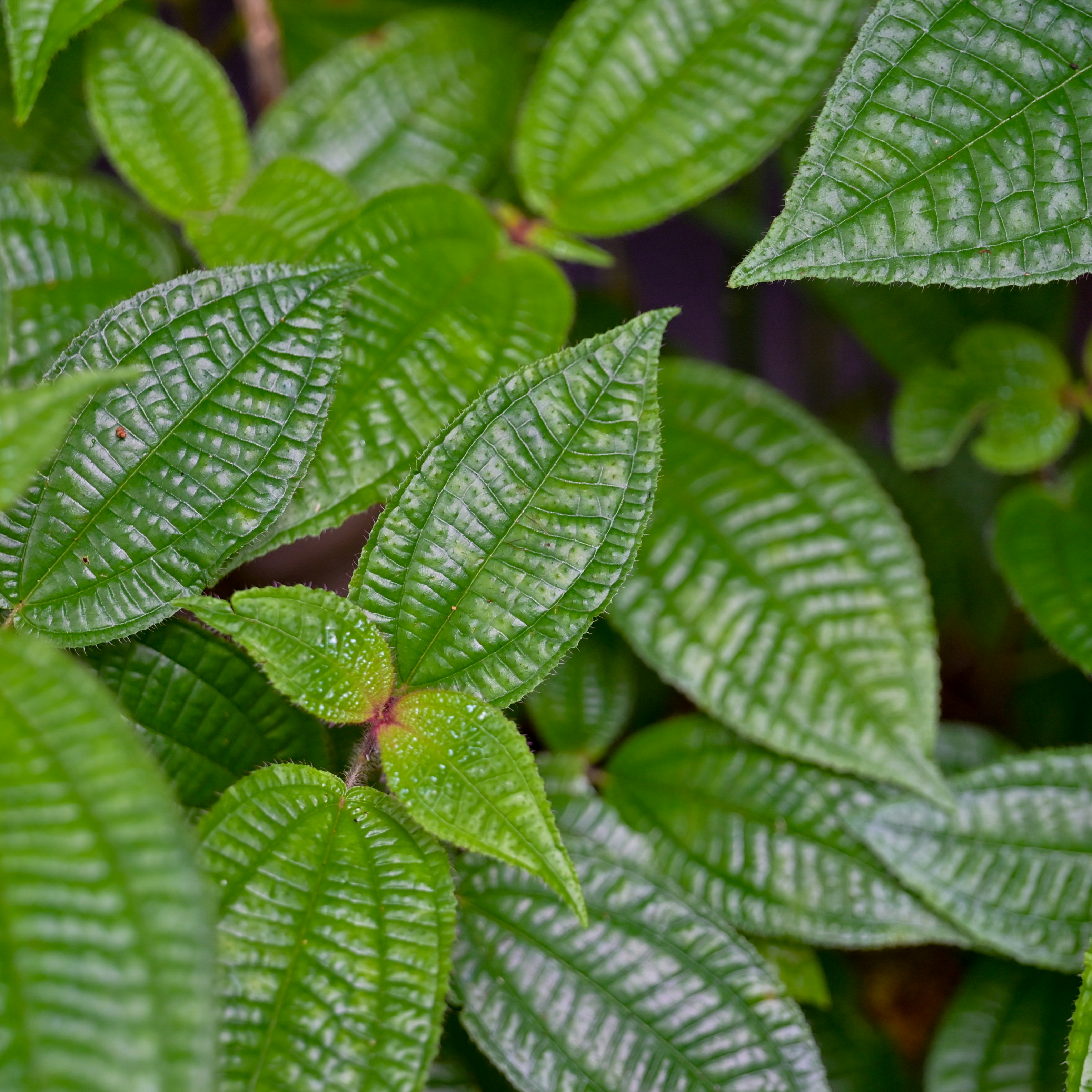 Photo by jonathankslim