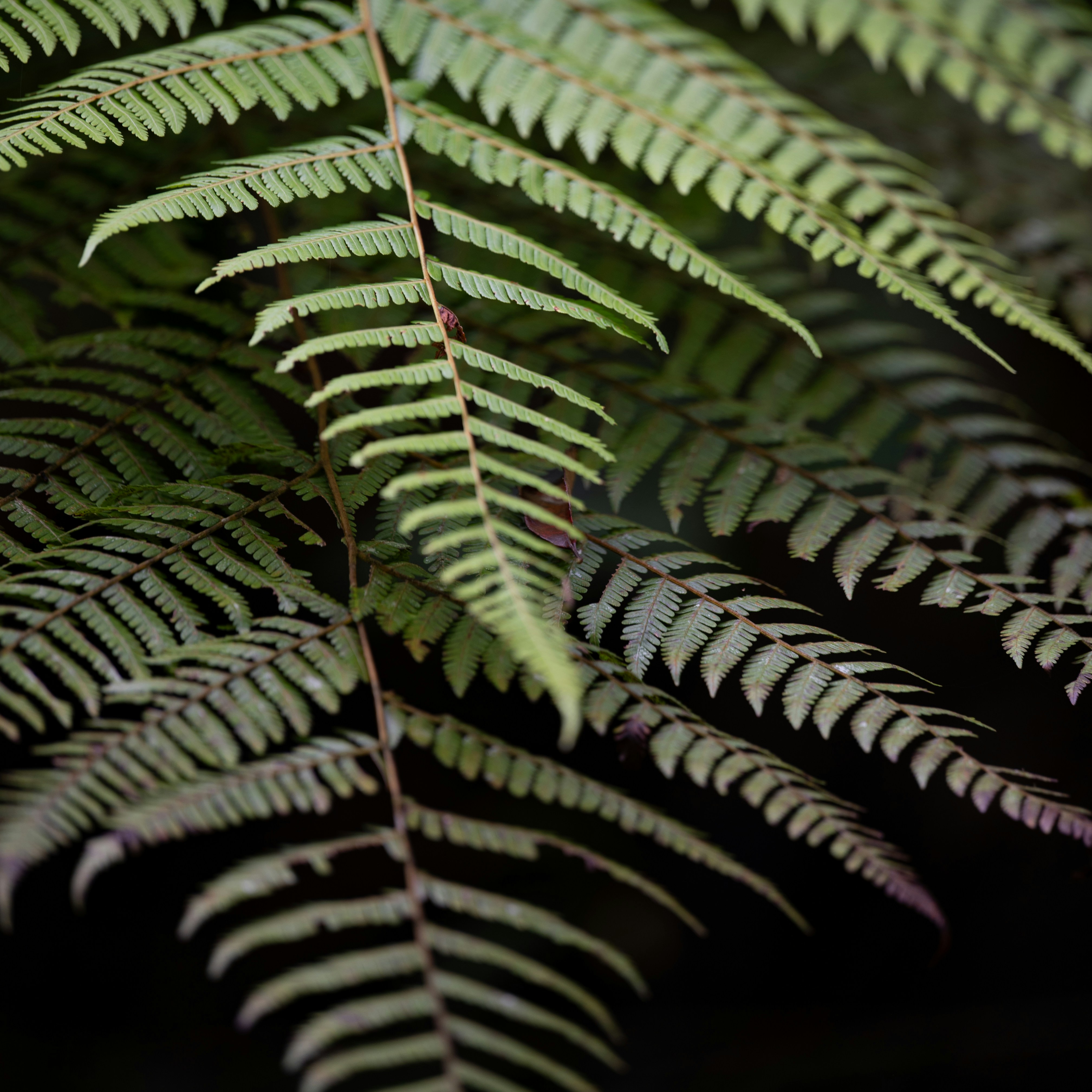 Photo by jonathankslim