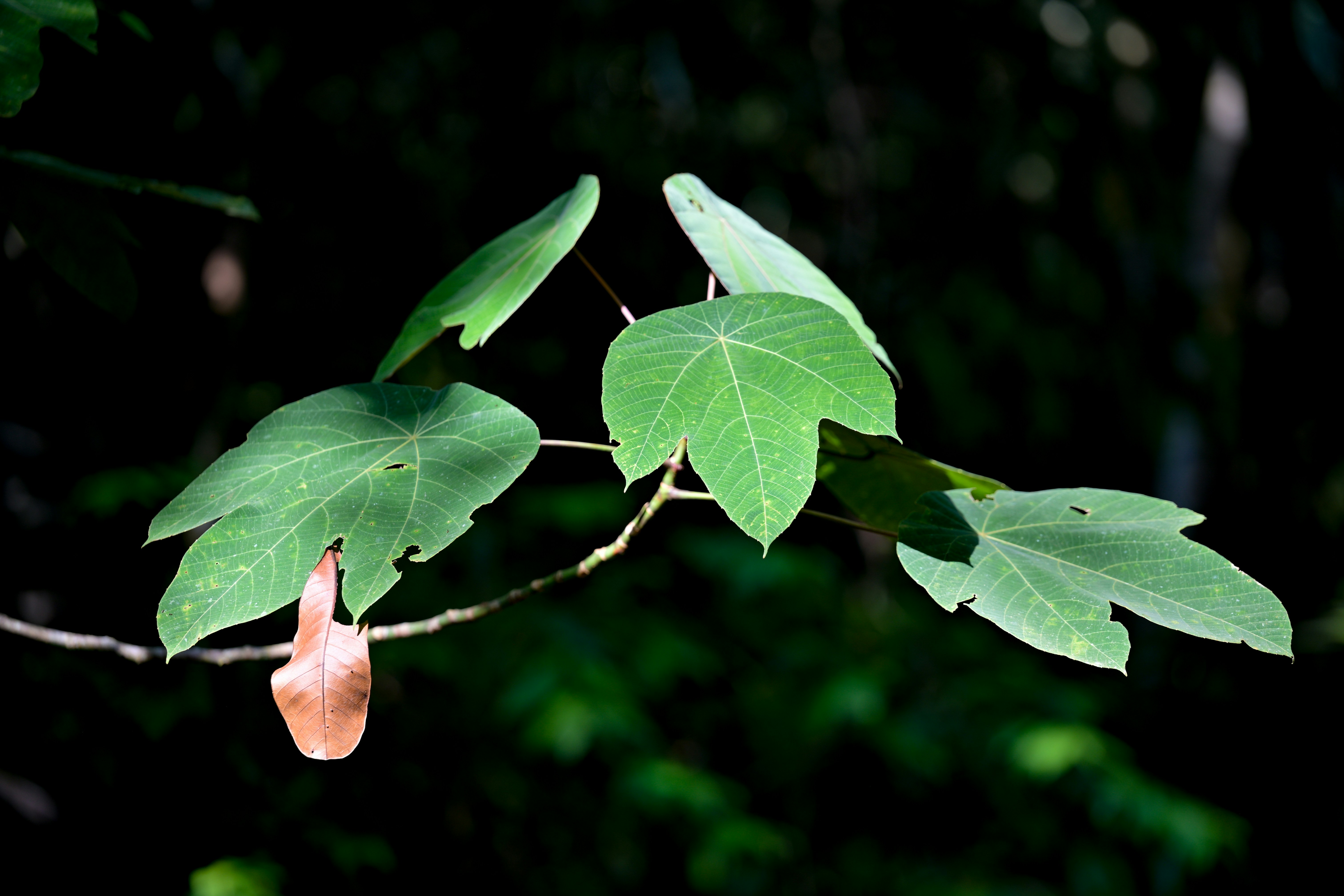 Photo by jonathankslim