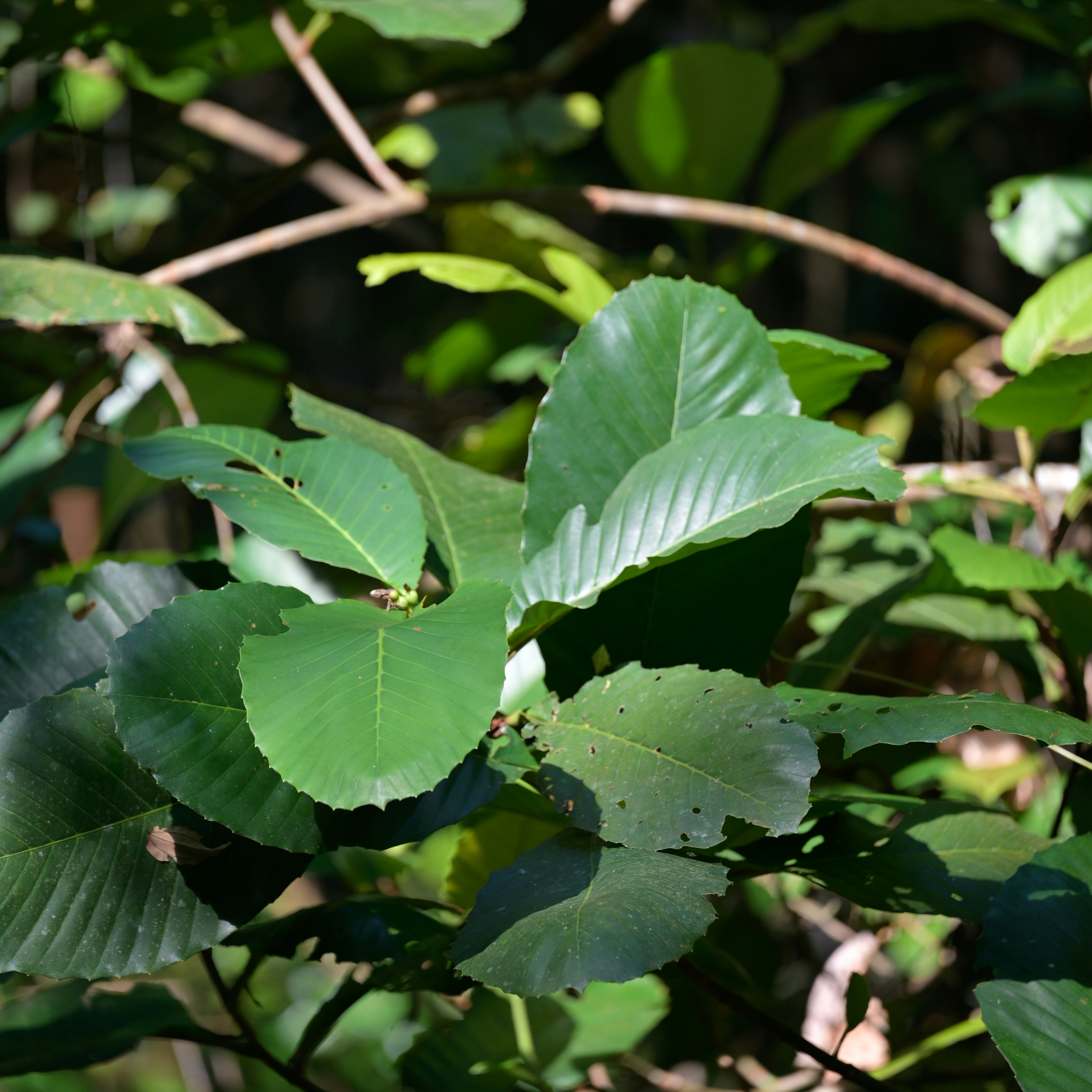 Photo by jonathankslim