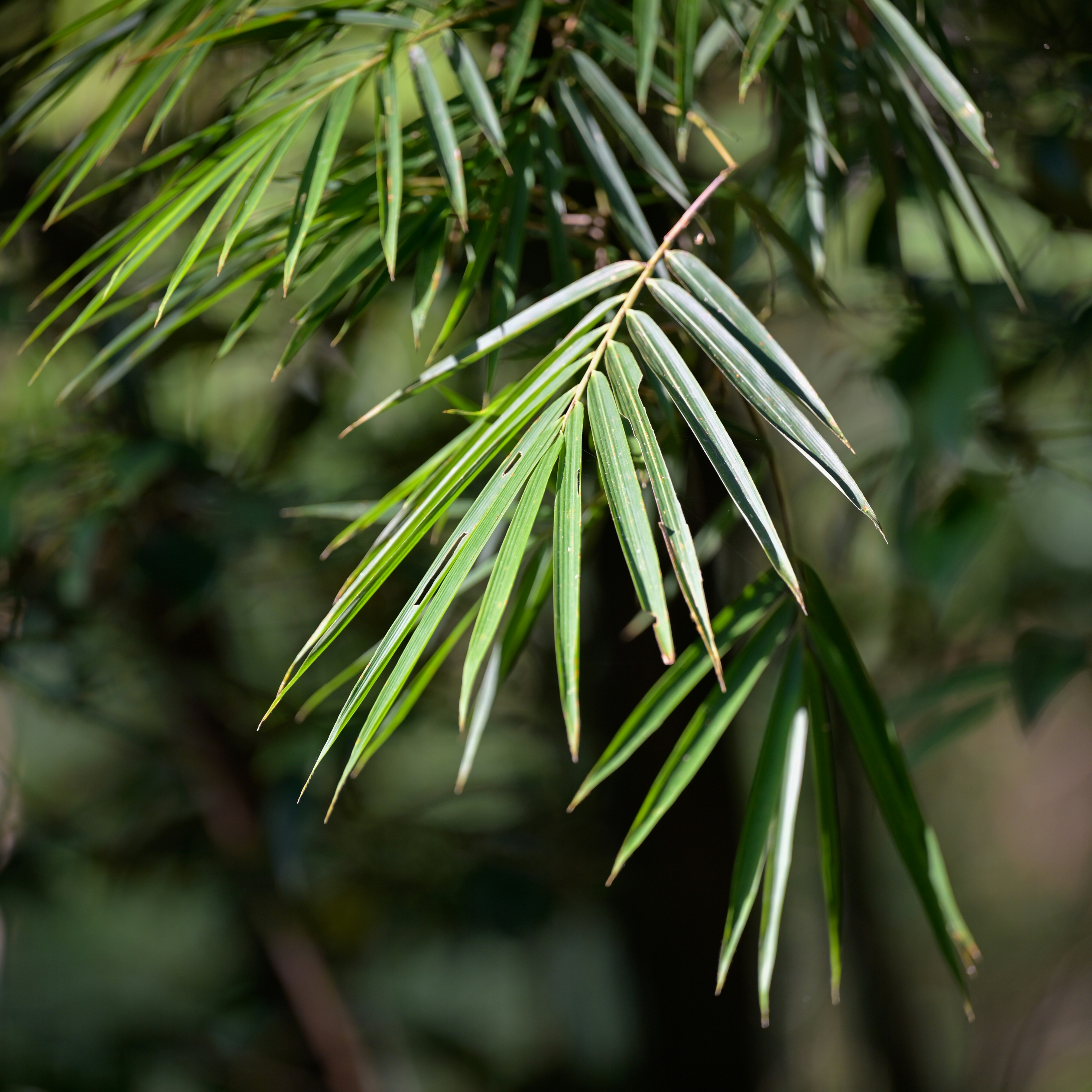 Photo by jonathankslim