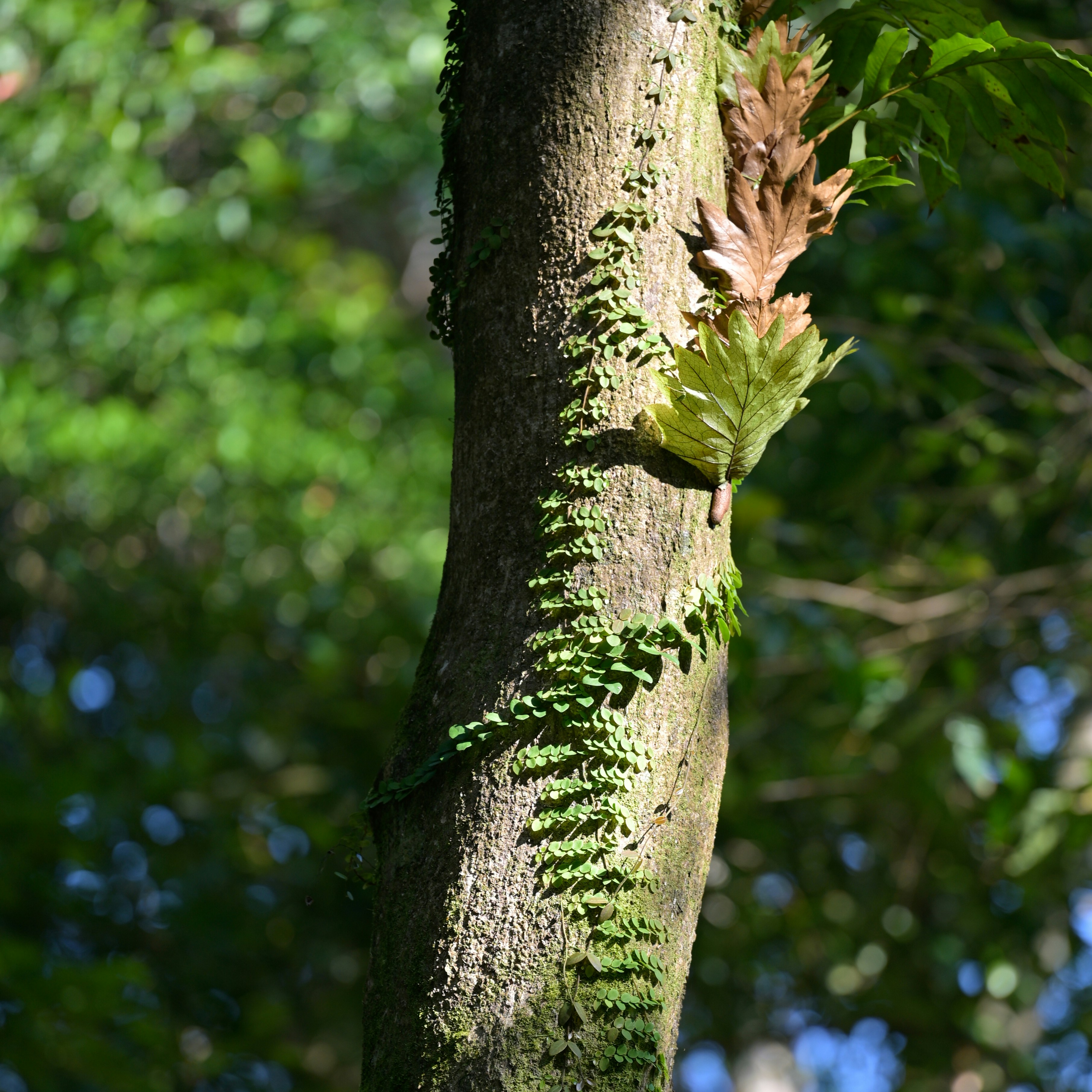 Photo by jonathankslim