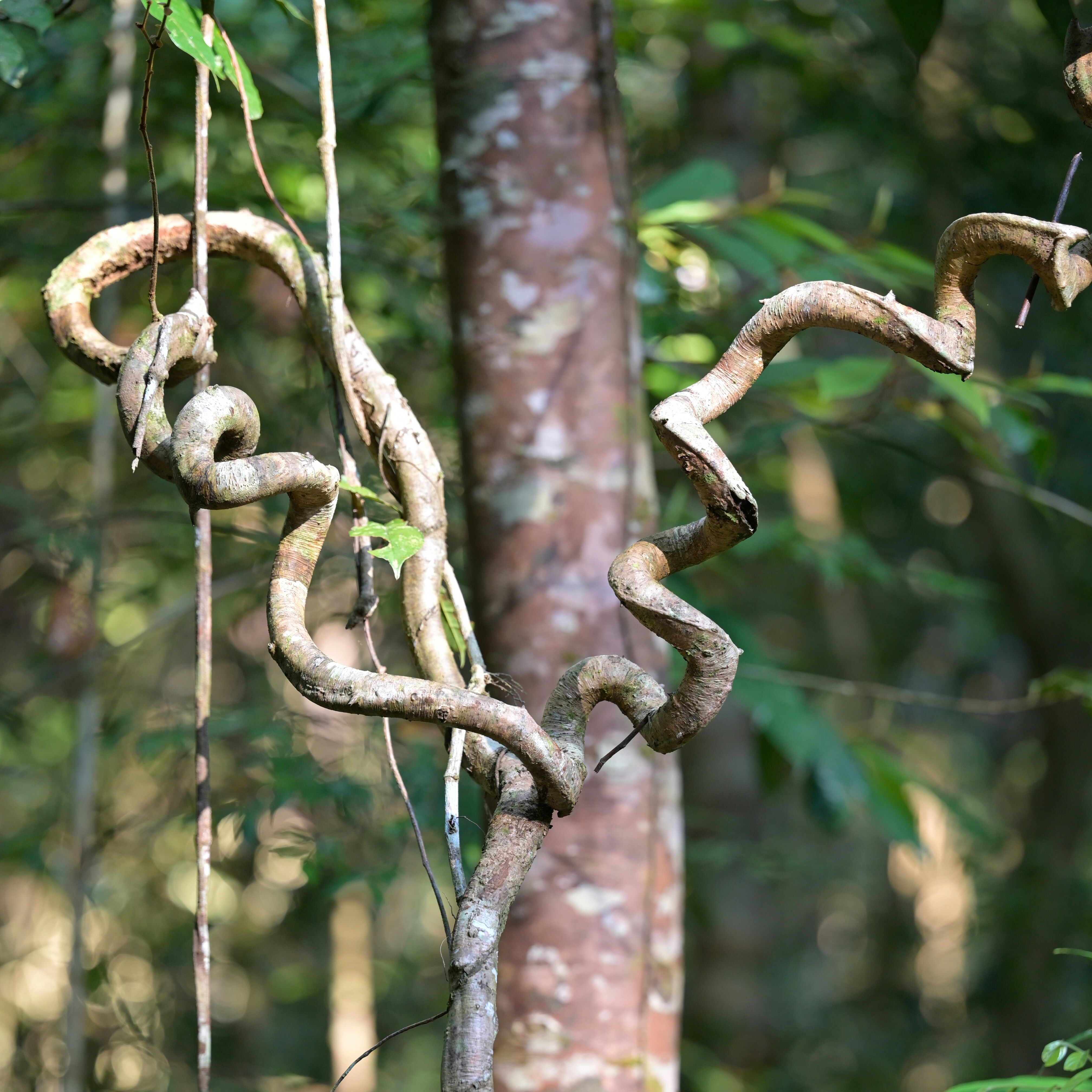 ねじれた蔓が木の幹を包み込んでいます。