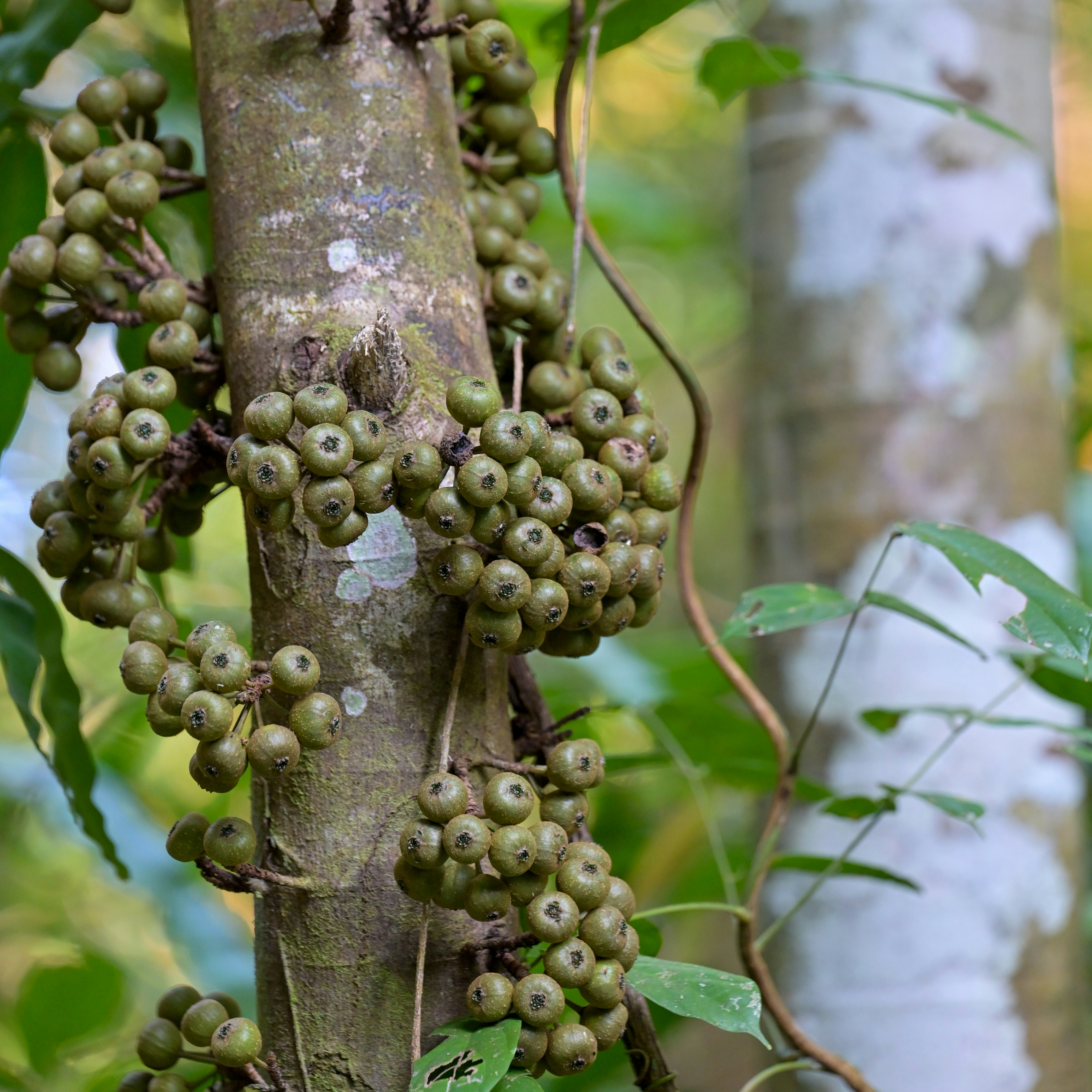 Photo by jonathankslim