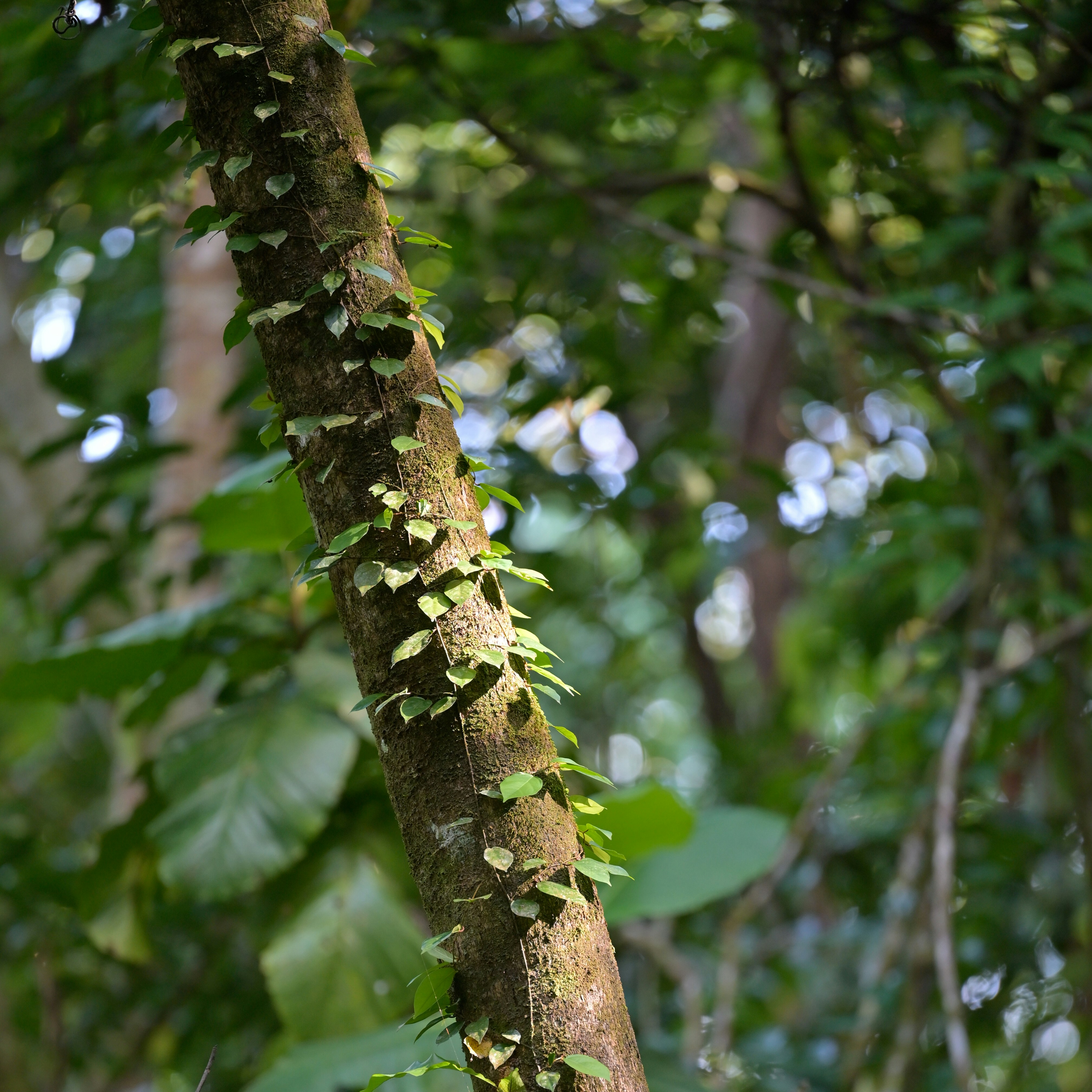 Photo by jonathankslim