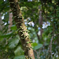 Cat's Claw