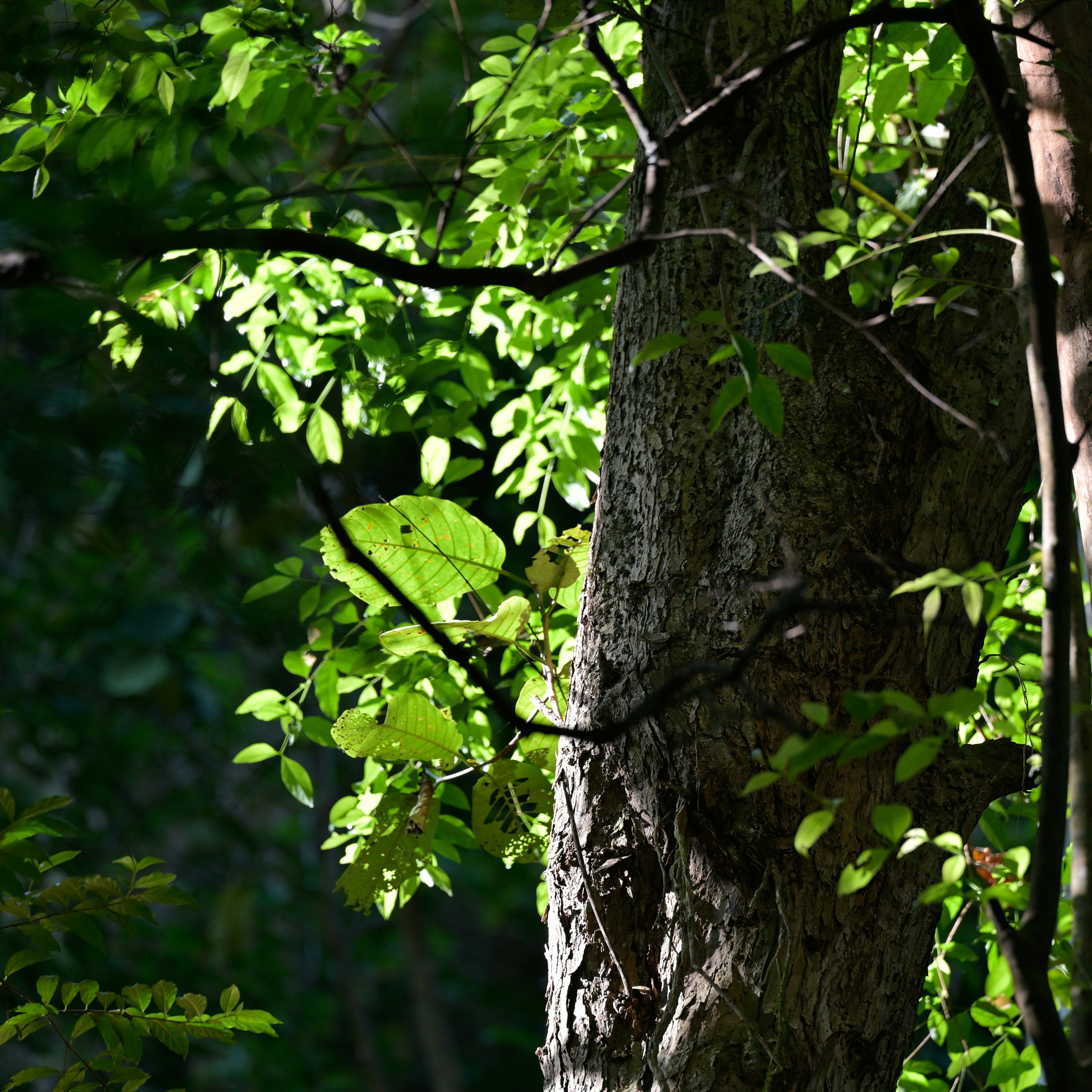 Photo by jonathankslim