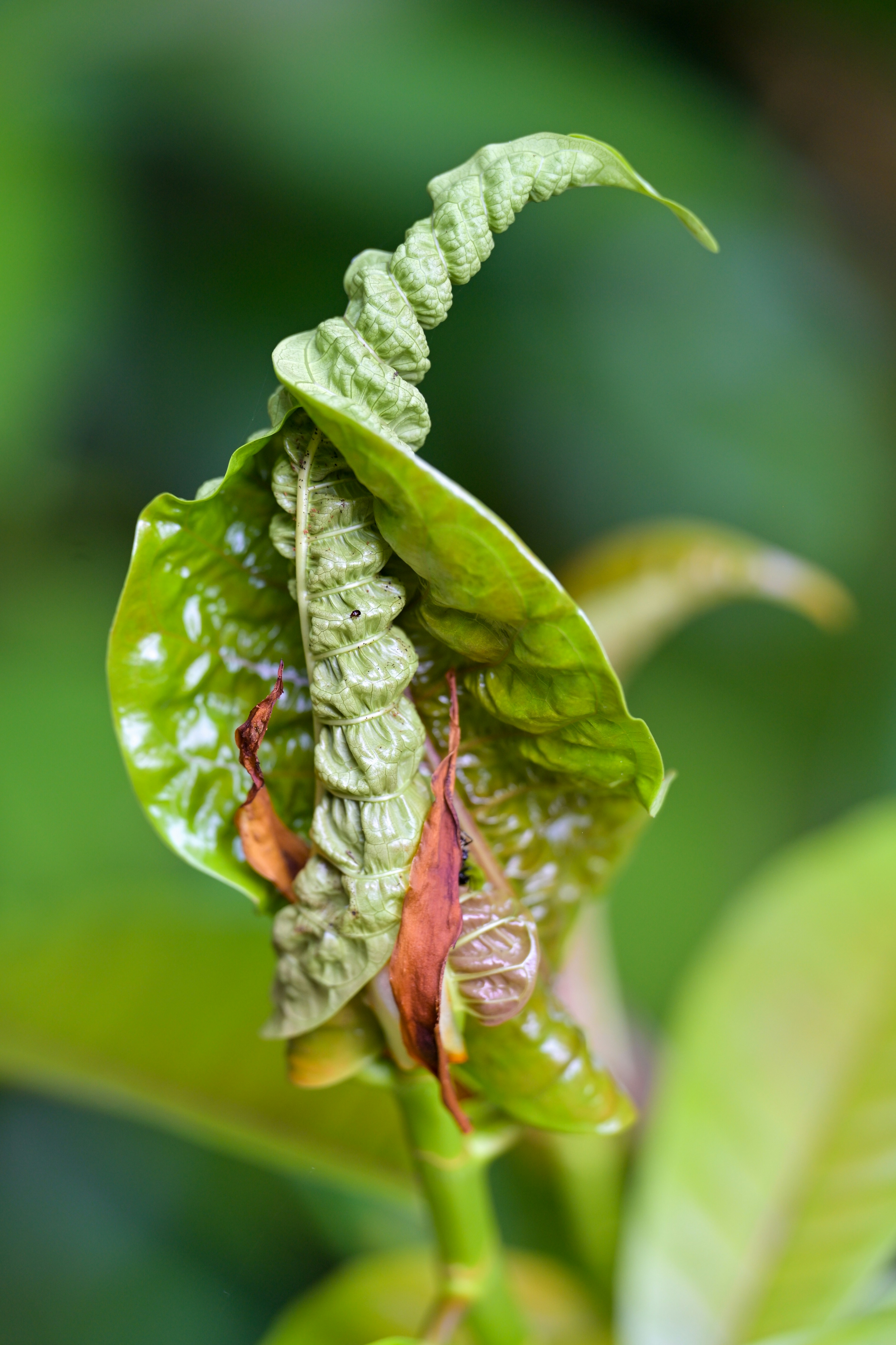 Photo by jonathankslim