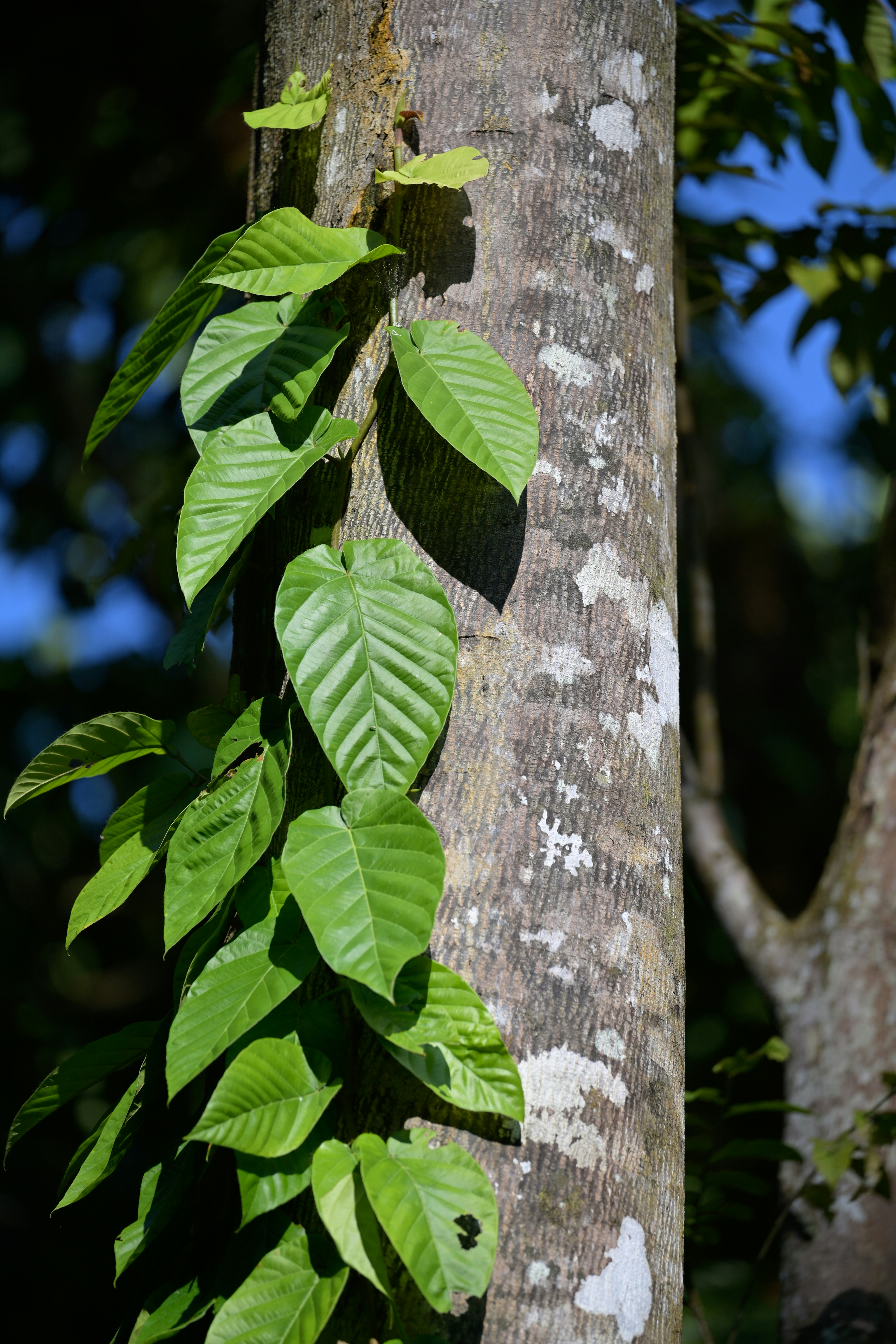 Photo by jonathankslim