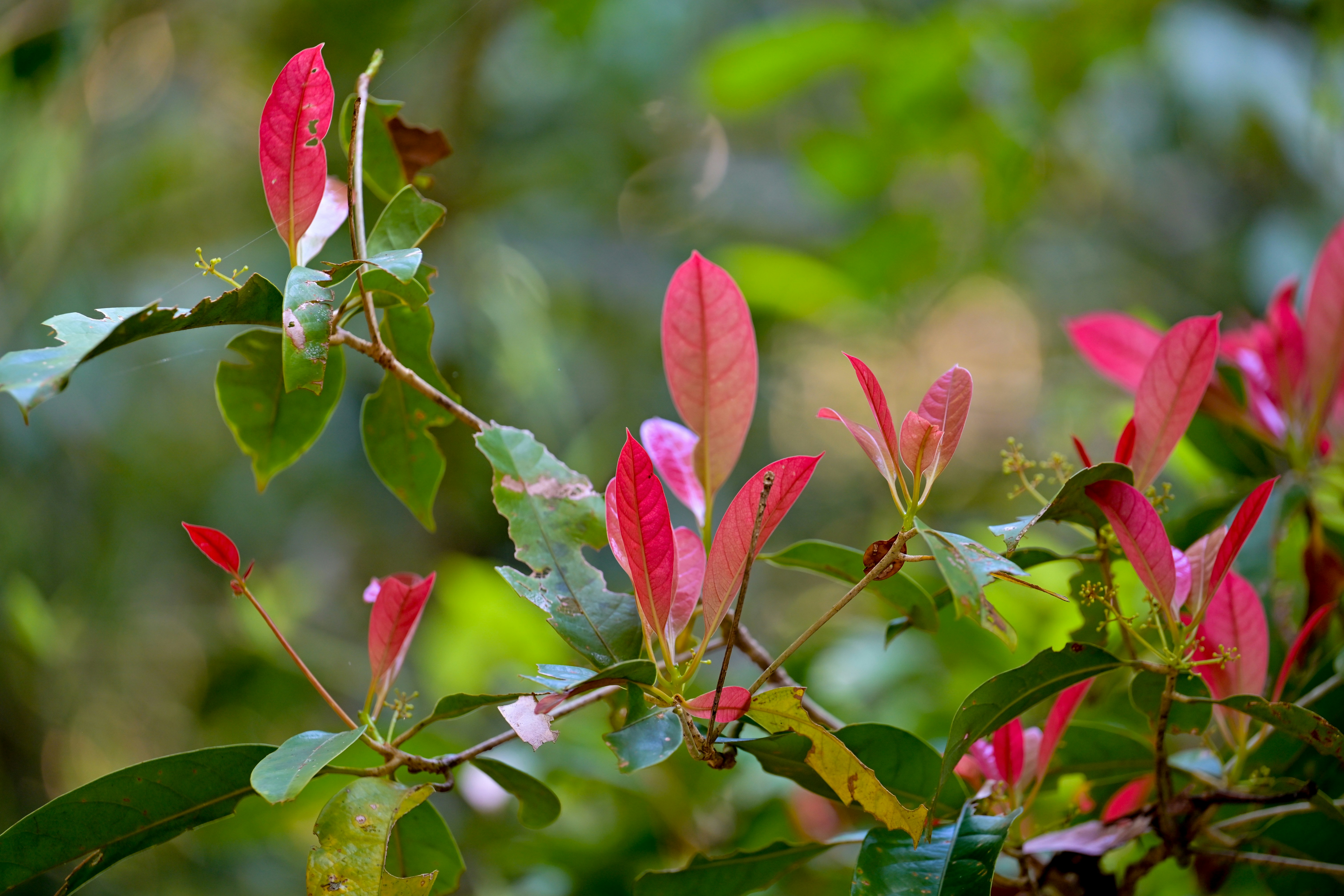 Photo by jonathankslim