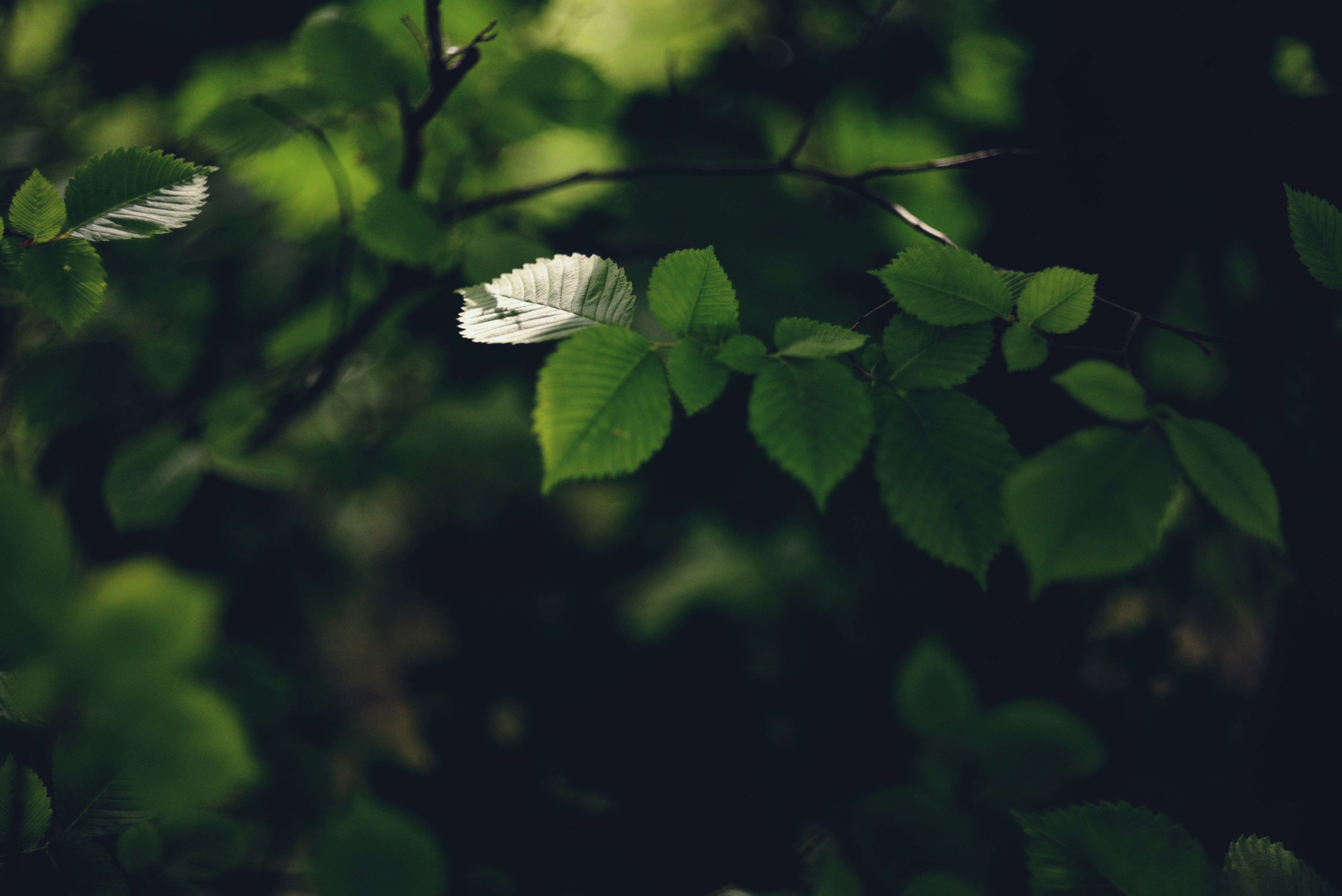 Photo by cherstve_pechivo