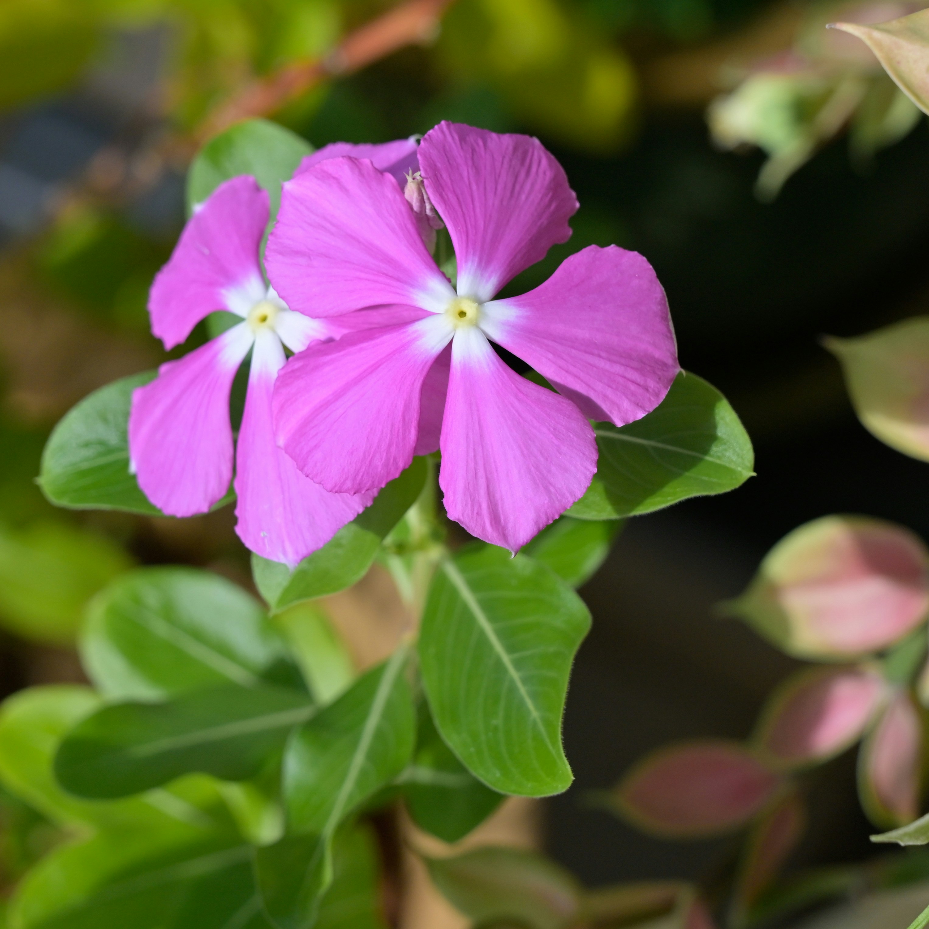 Photo by jonathankslim