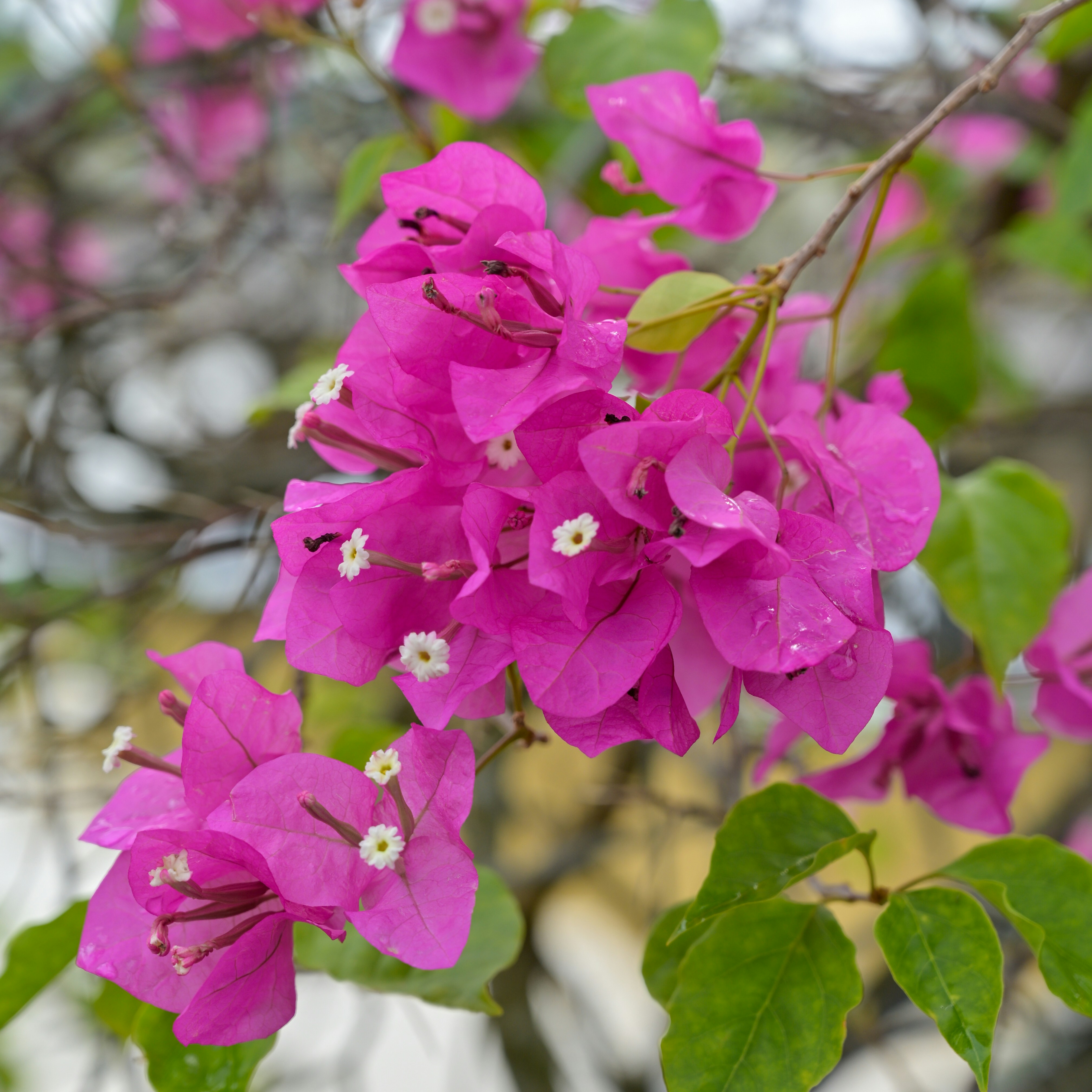 Photo by jonathankslim