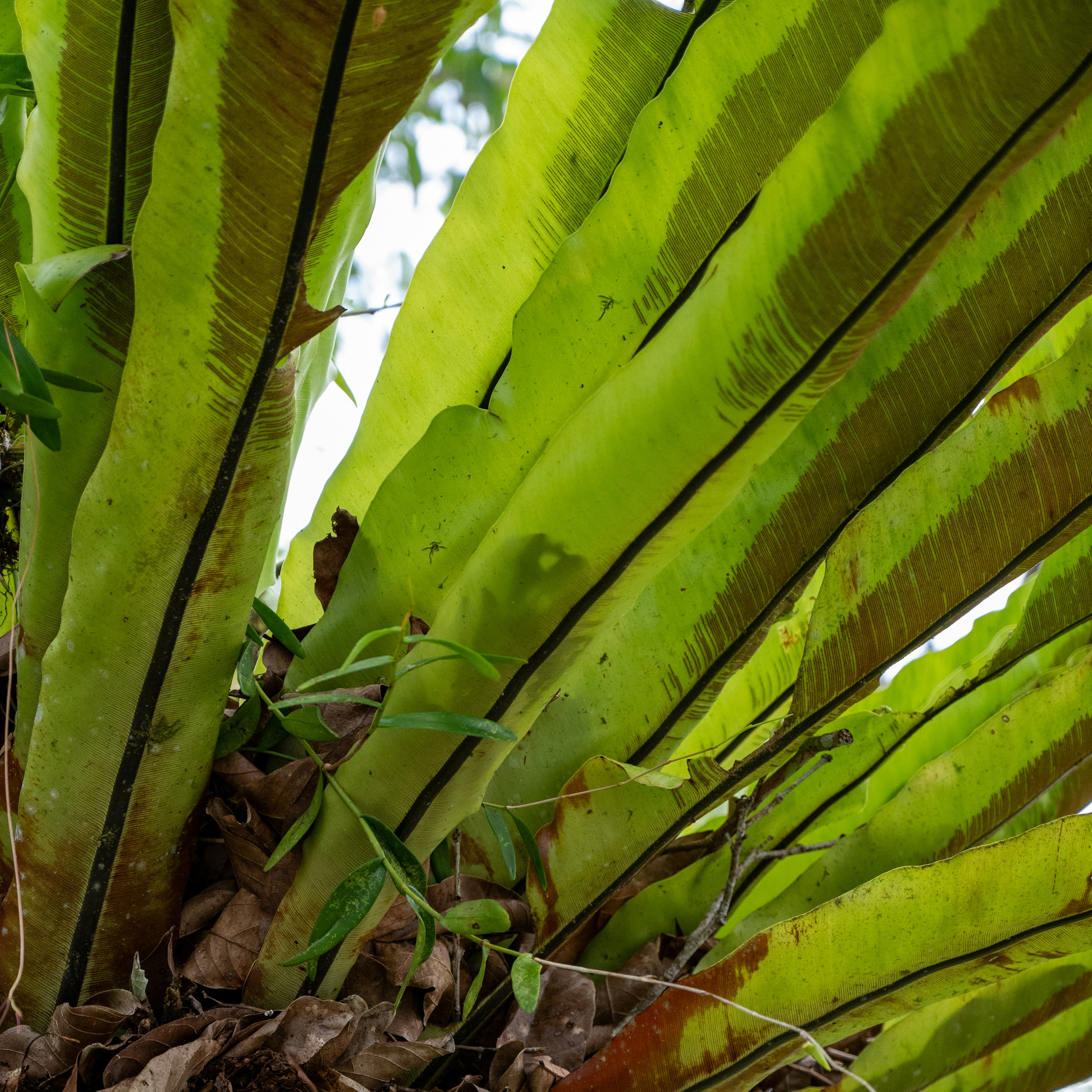 Photo by jonathankslim