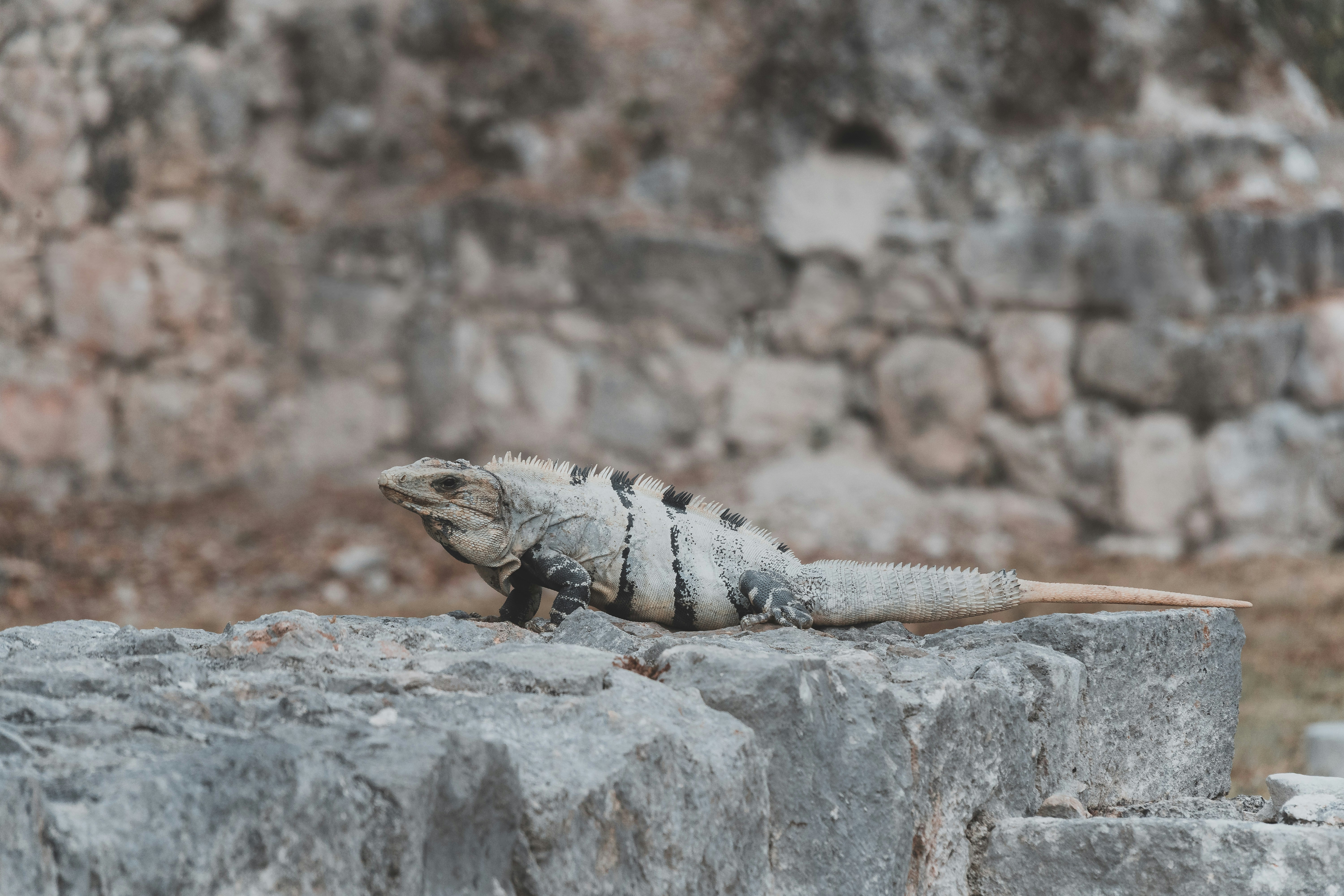 A spiny-tailed iguana rests atop weathered stone ruins, its pale scales patterned with bold black bands blending naturally with the ancient backdrop. This striking reptile, native to Central America, exudes prehistoric resilience against the textured canvas of crumbling masonry.