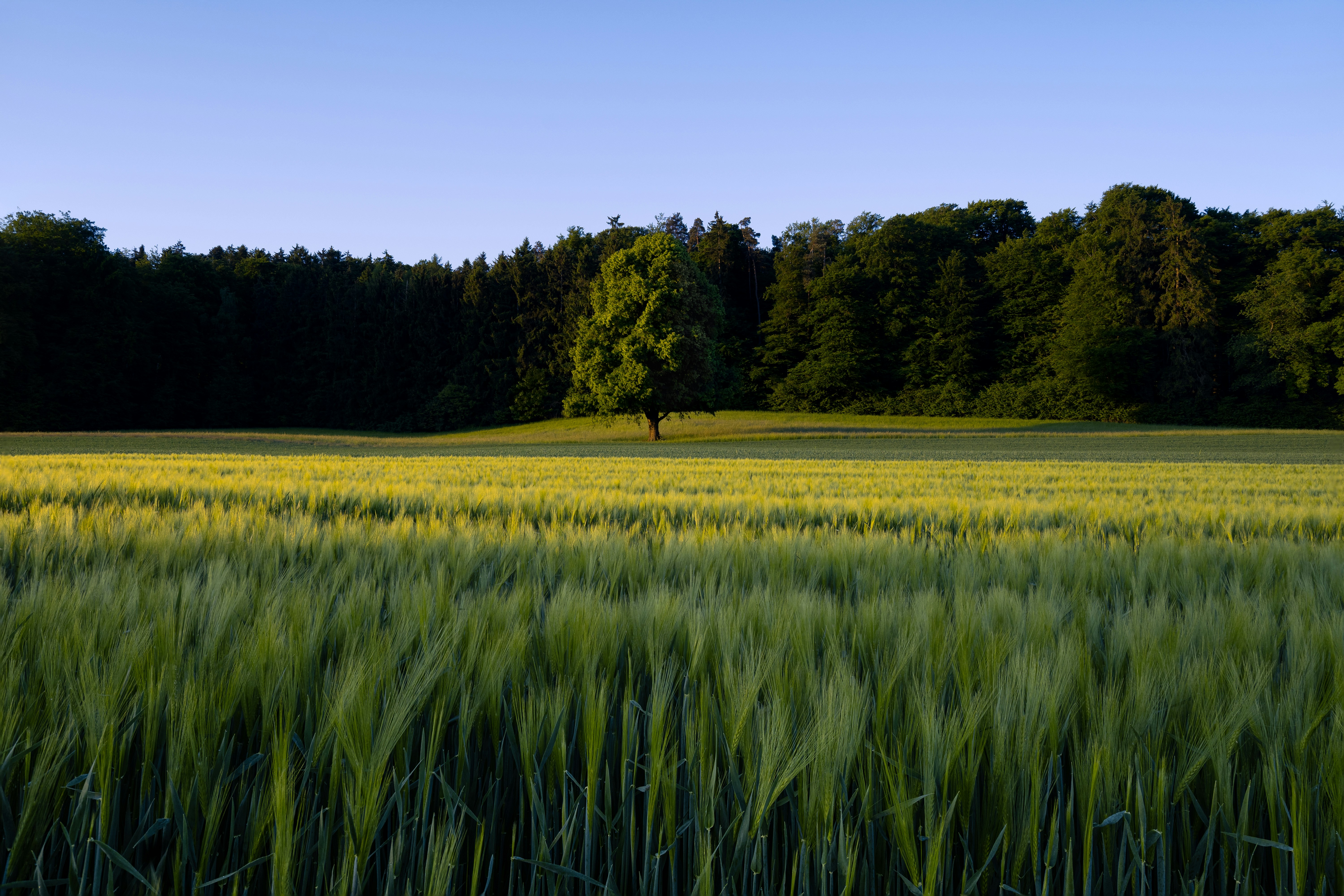 Green field with a tree and a forest in the background.