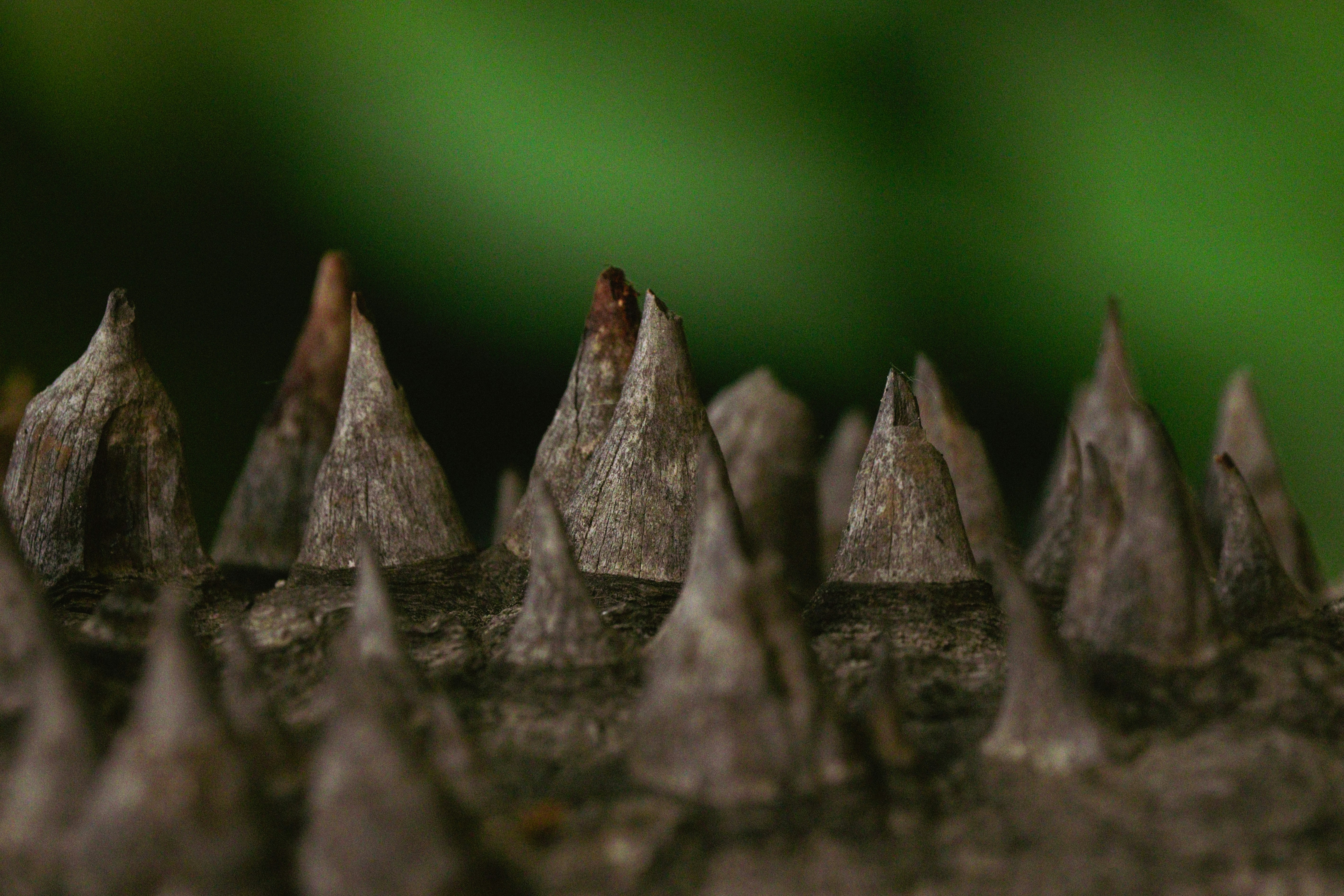 Thorns stand out from a rough, textured surface.