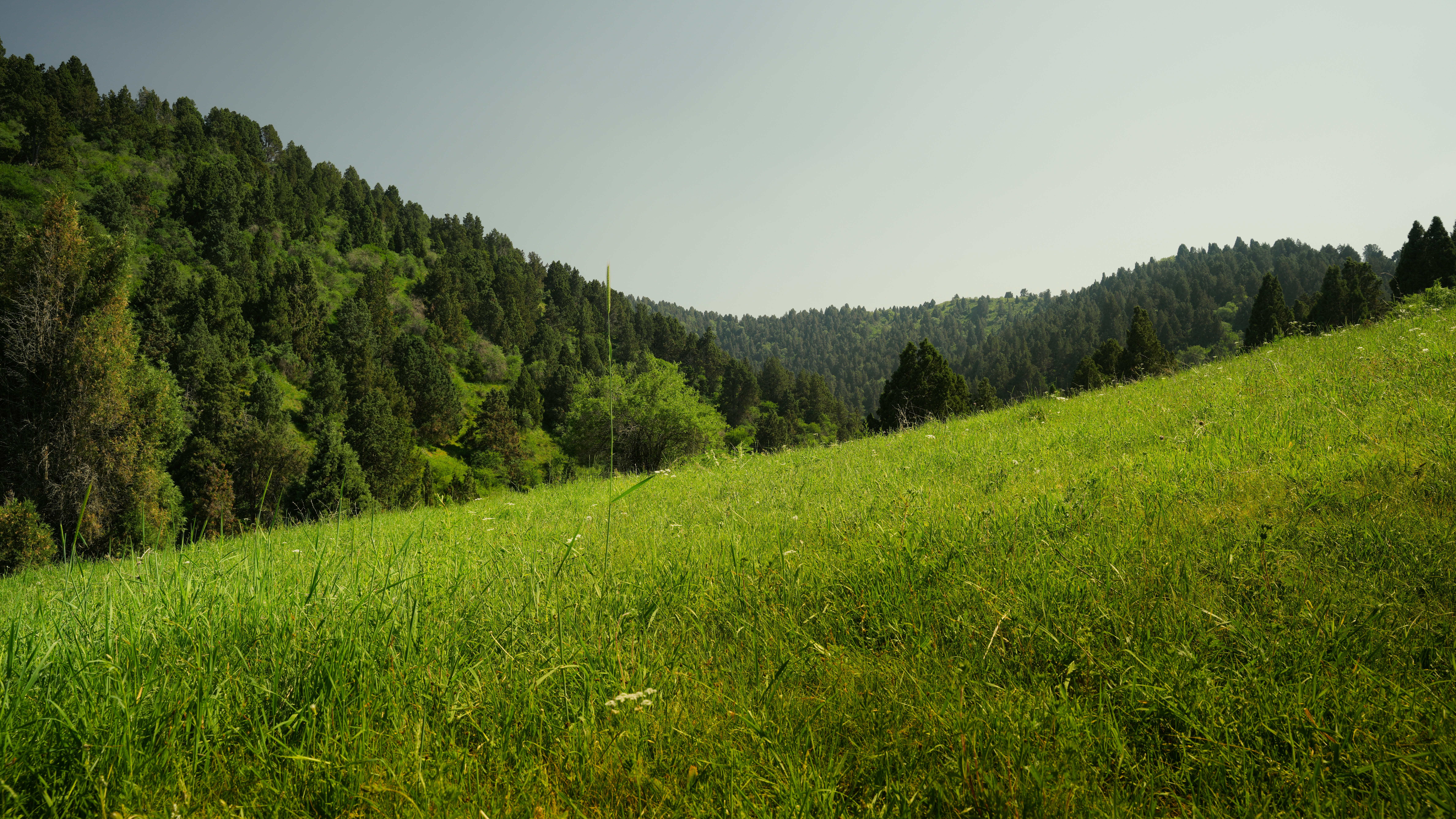 forest landscape wallpaper, wallpaper, Painting Landscapes En Plein Air While Camping 5