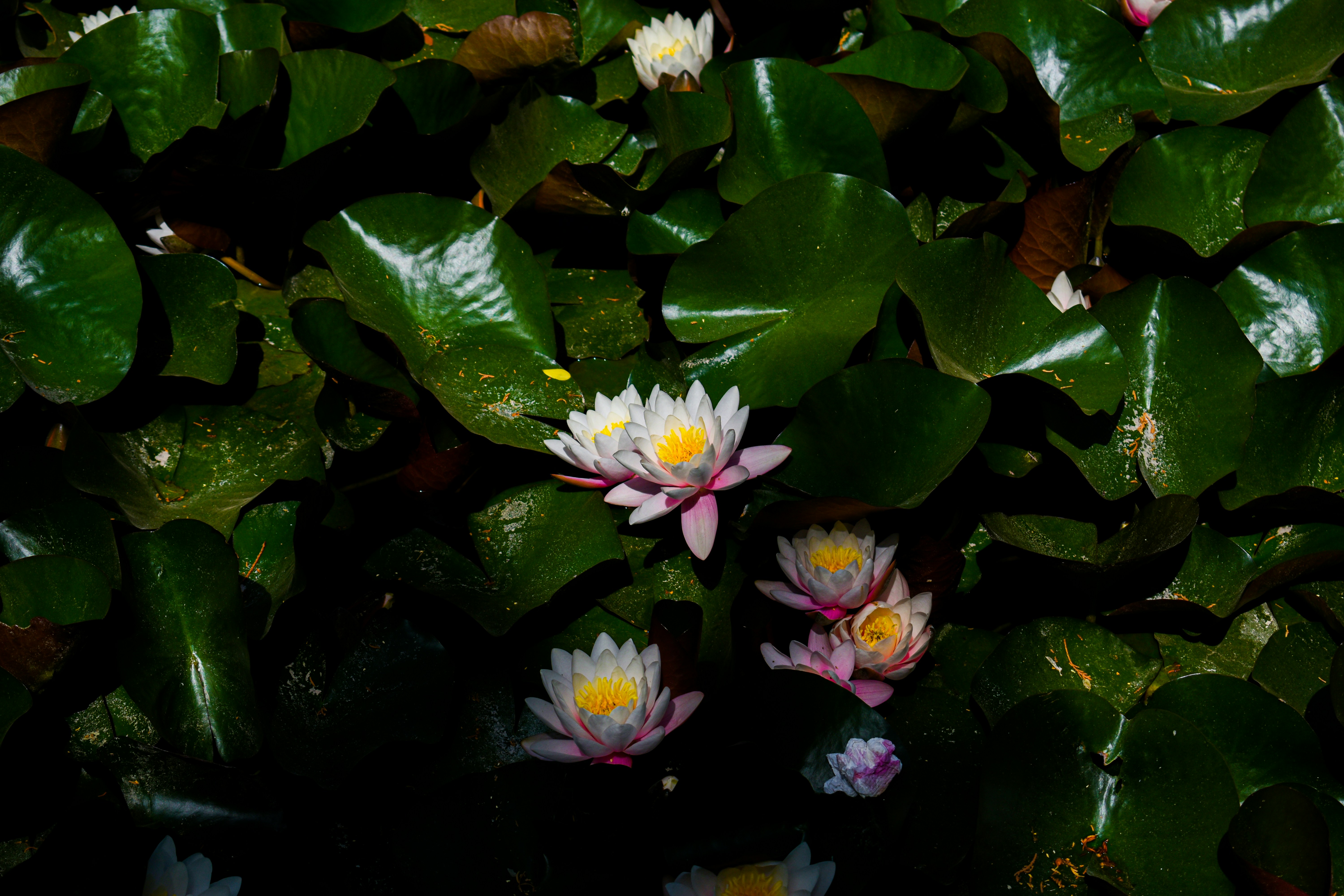 Photo by niloufar1996