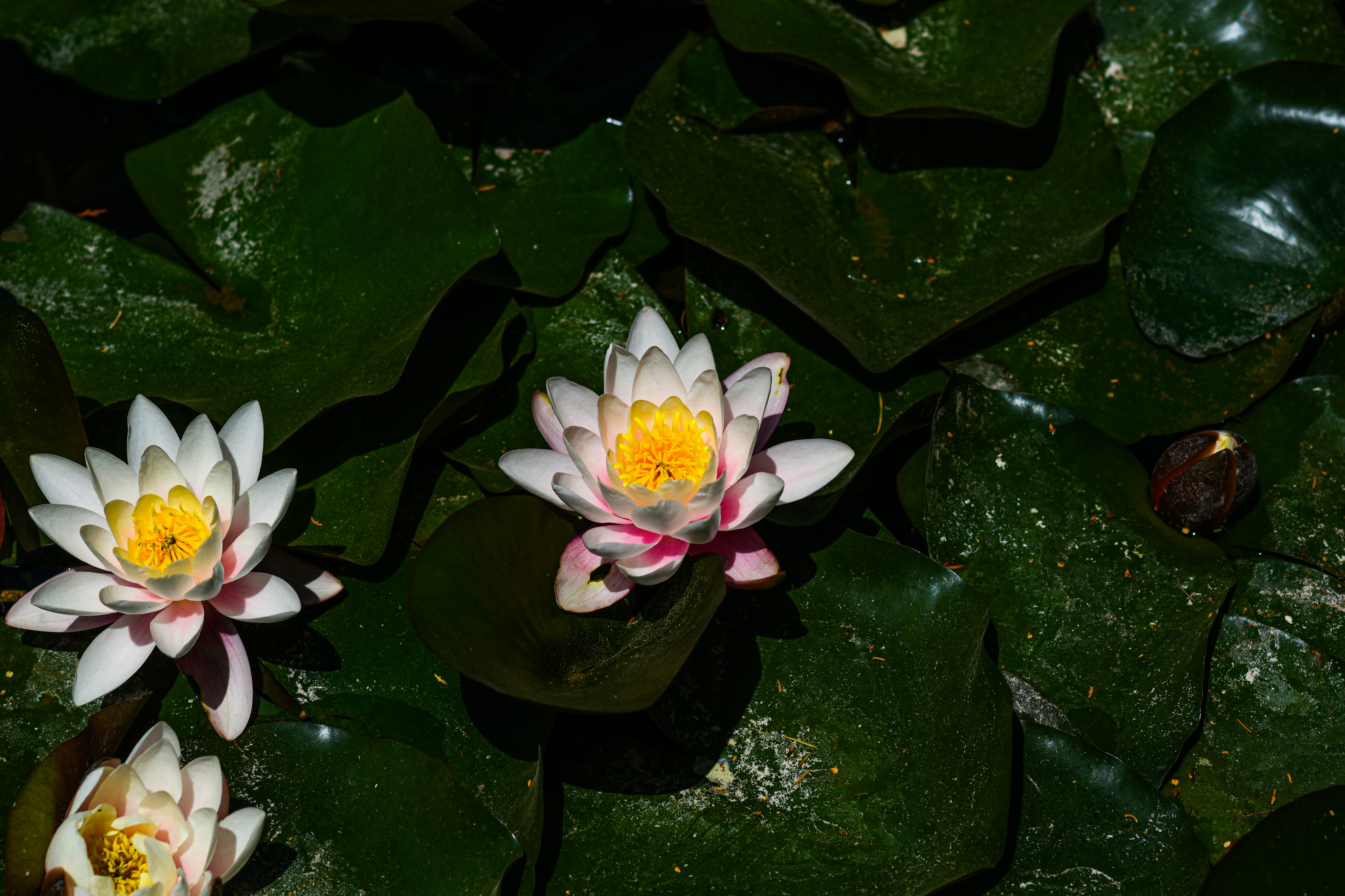 Photo by niloufar1996