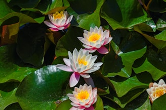 Water lilies blossom among the green leaves.