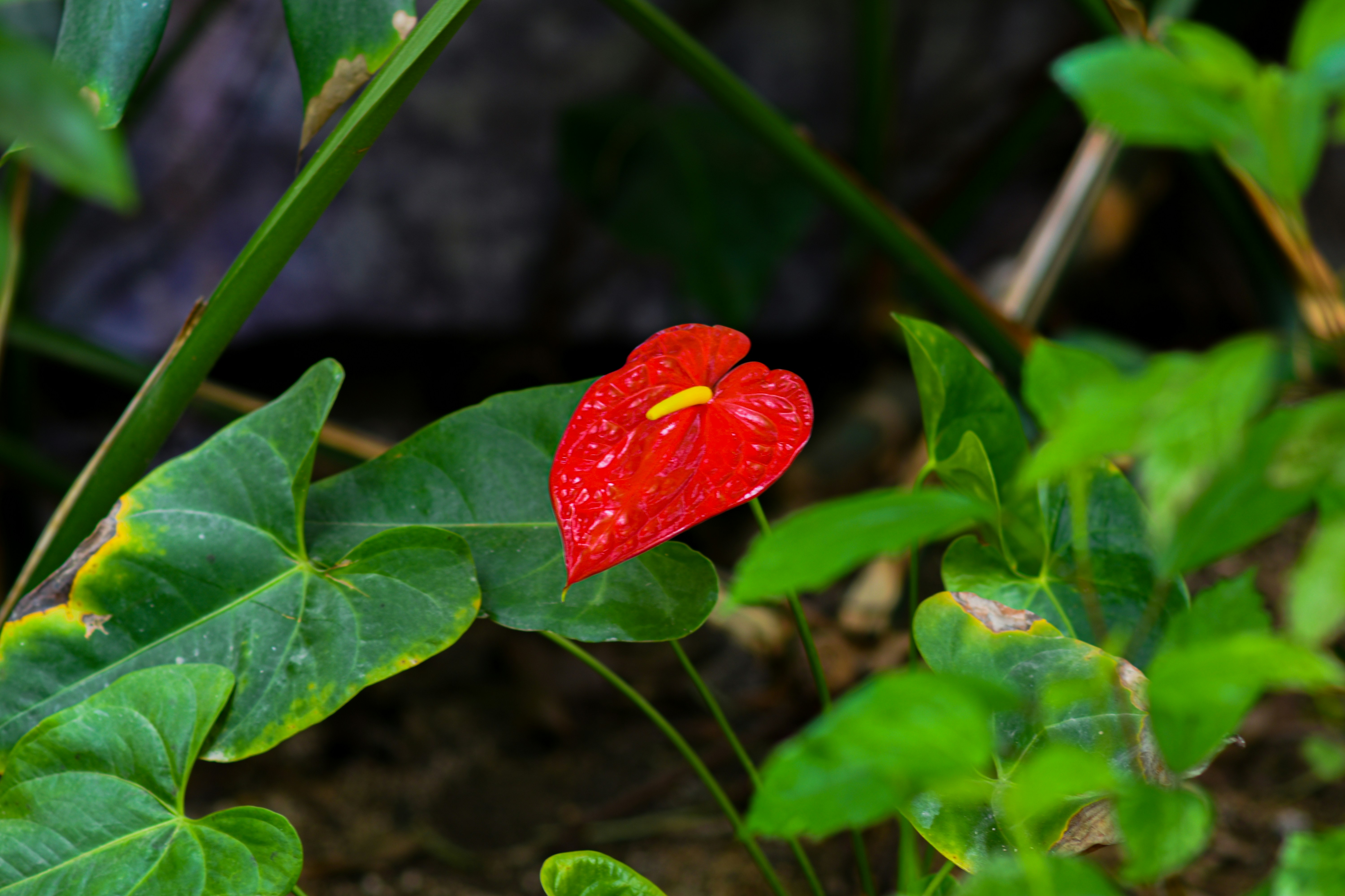 Photo by niloufar1996