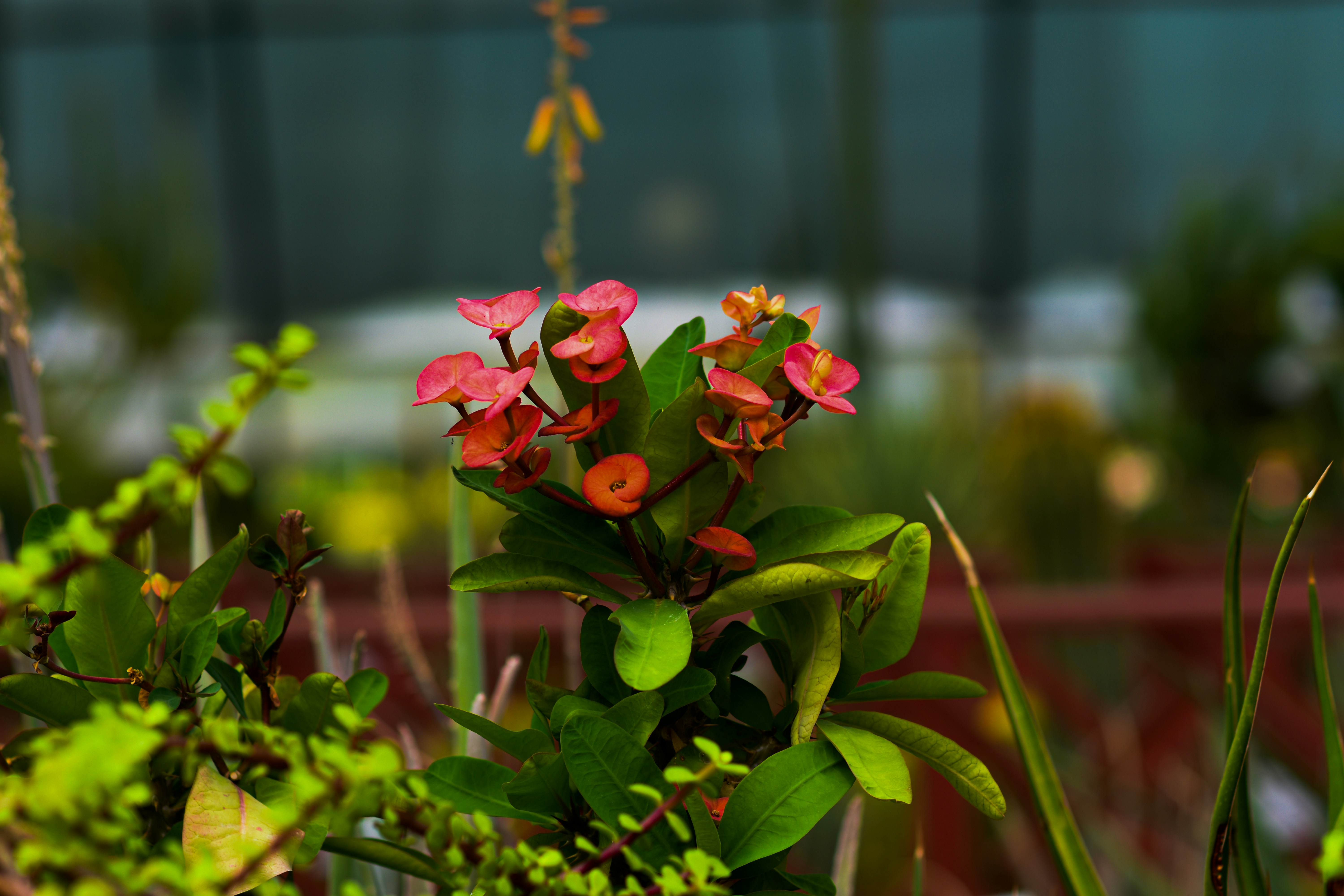 bohemian balcony plants, wallpaper, Bohemian Balcony Design: Create Your Relaxing Oasis 6