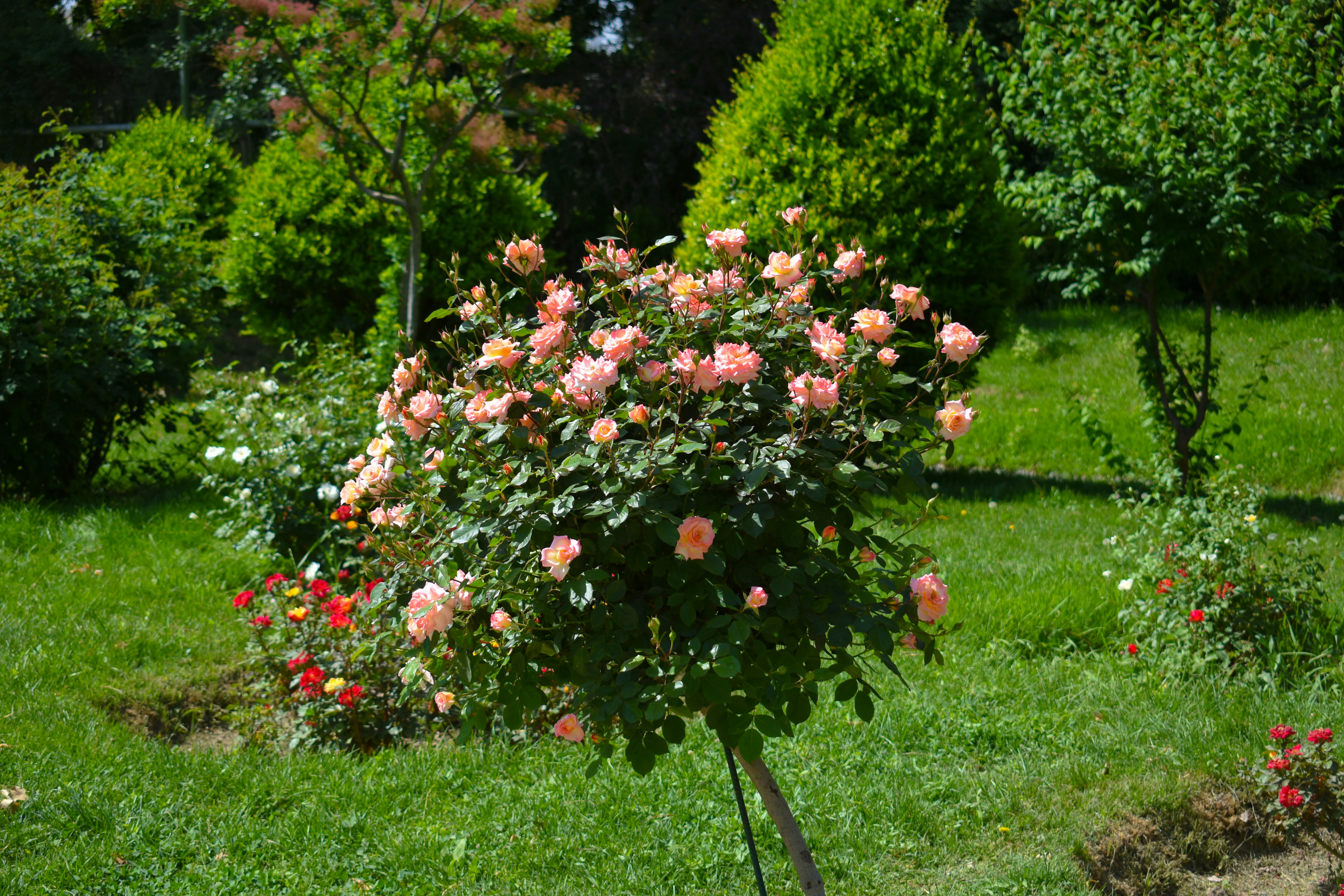 A person pruning a rose bush with garden shears.