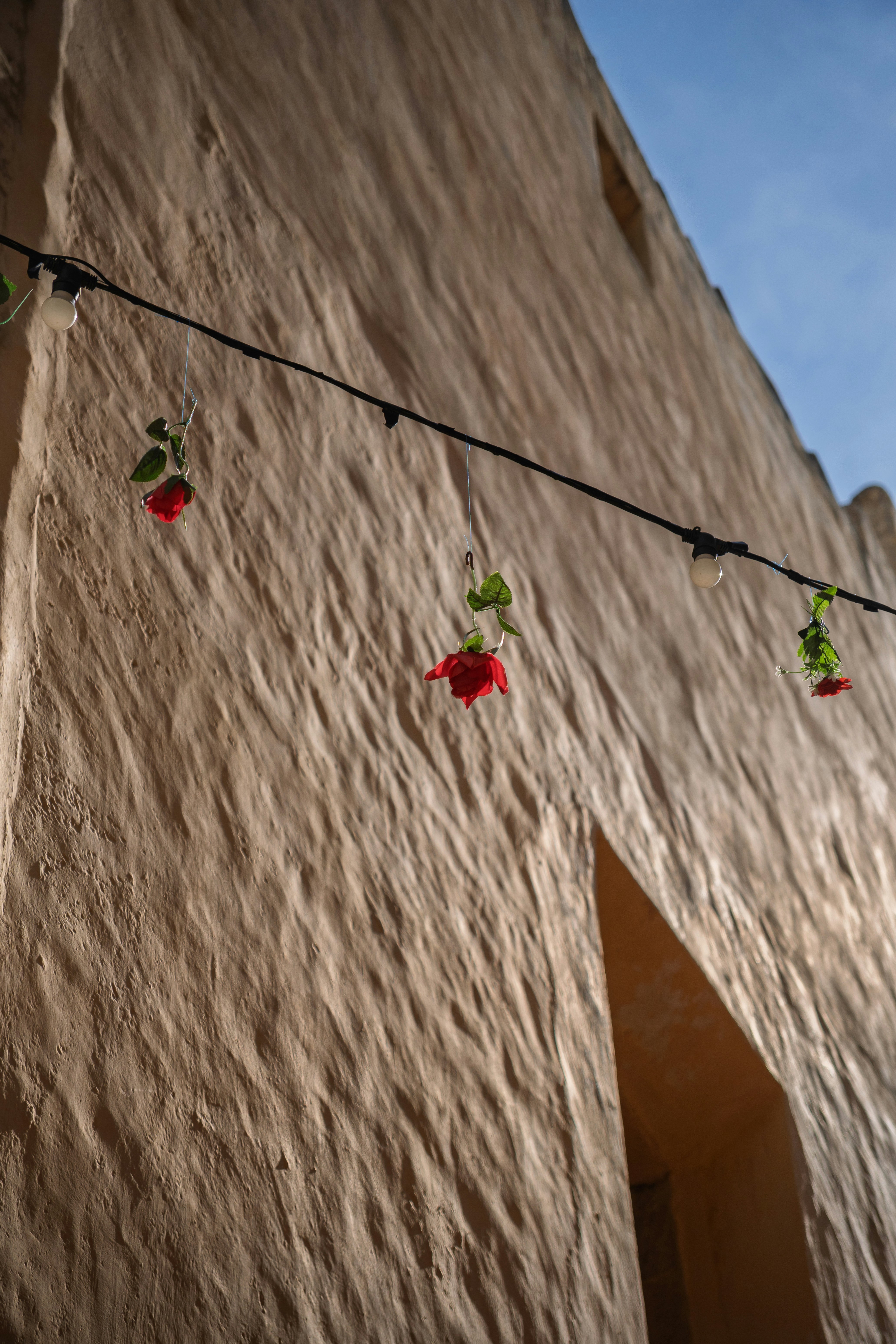 Roses hang from a wire against a textured wall.
