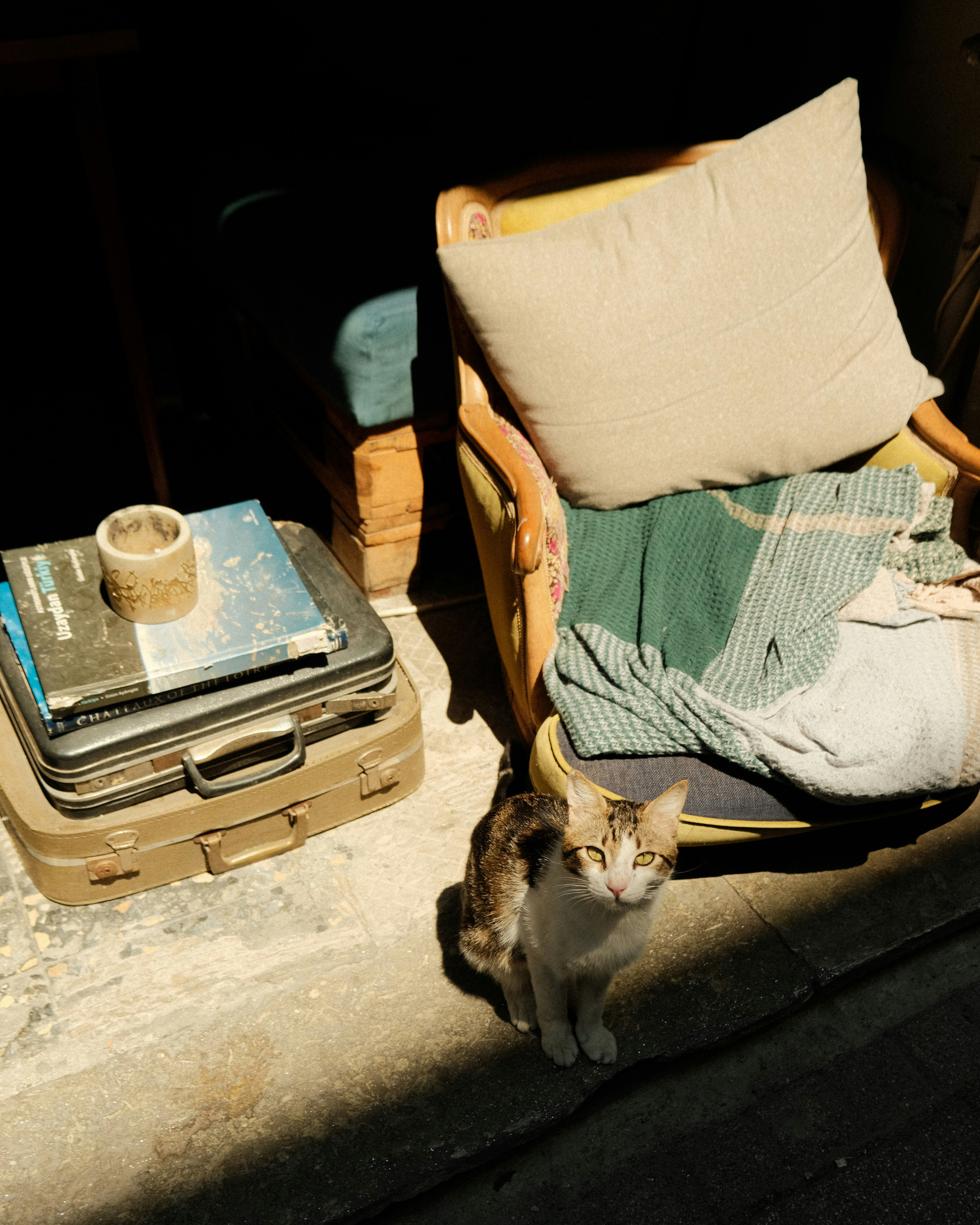 Cat sits beside an old armchair and luggage
