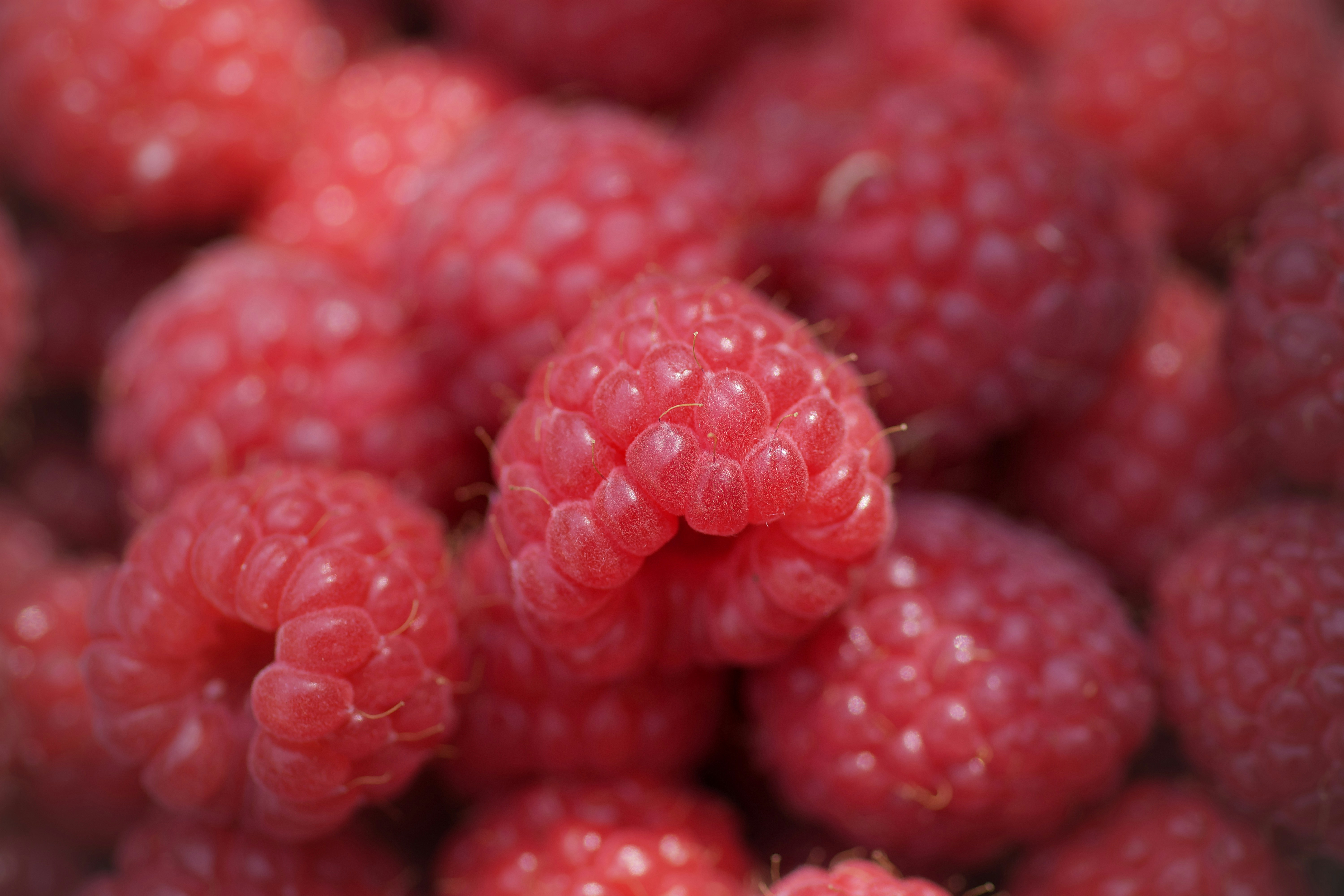 A close-up shot of delicious, red raspberries. photo – Free Red Image ...