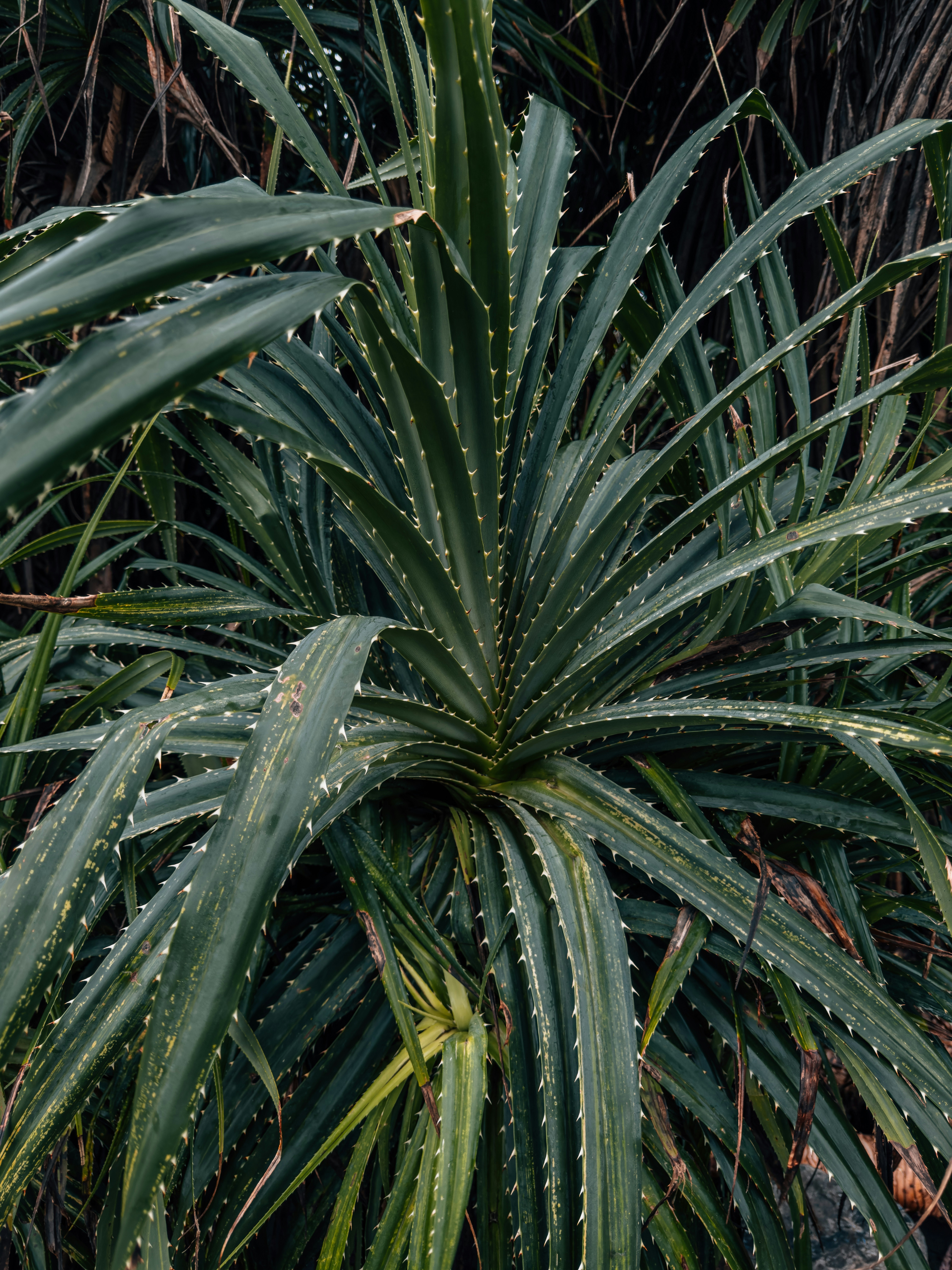 Photo by anuj_mhatre