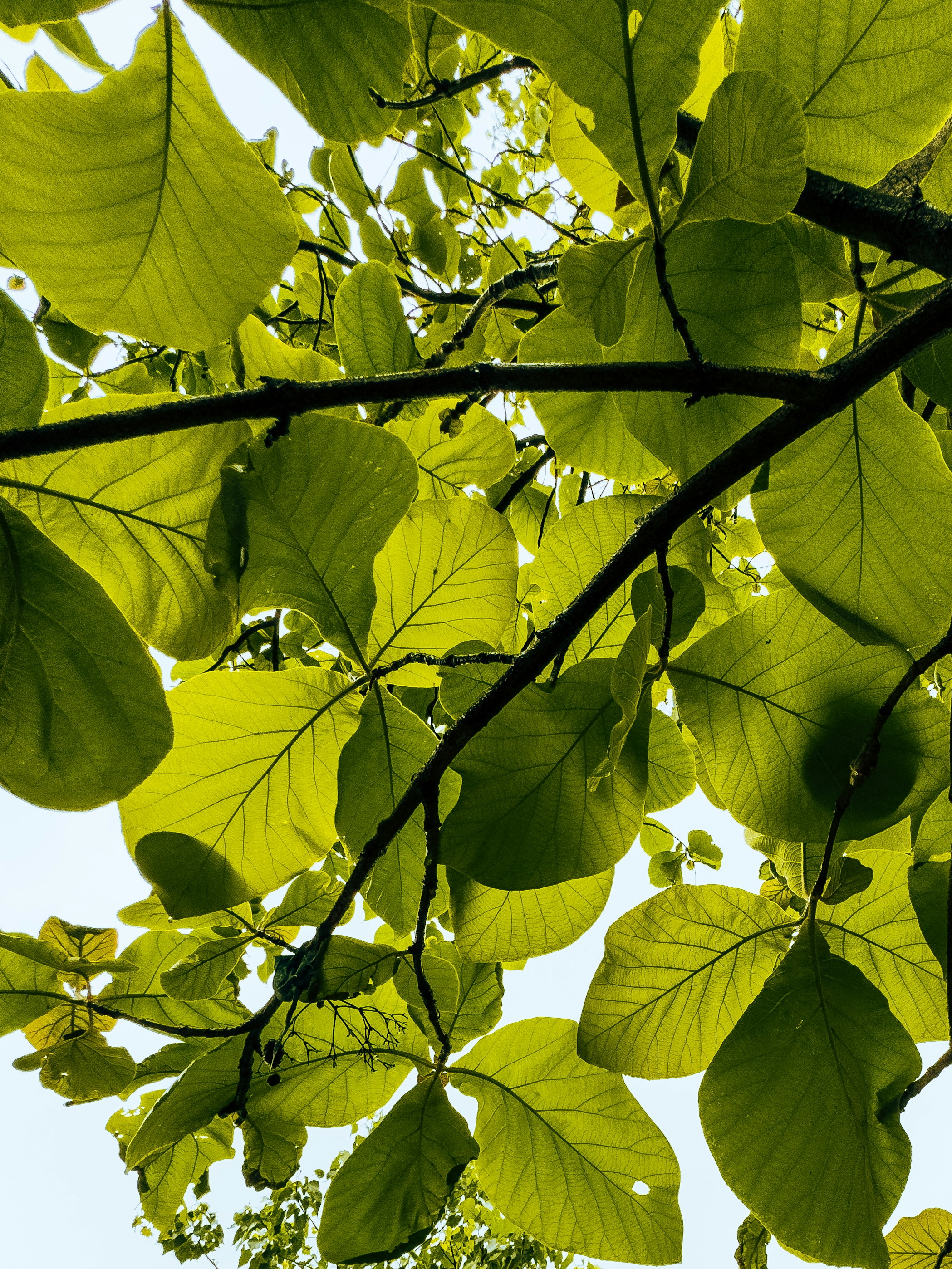 Photo by anuj_mhatre