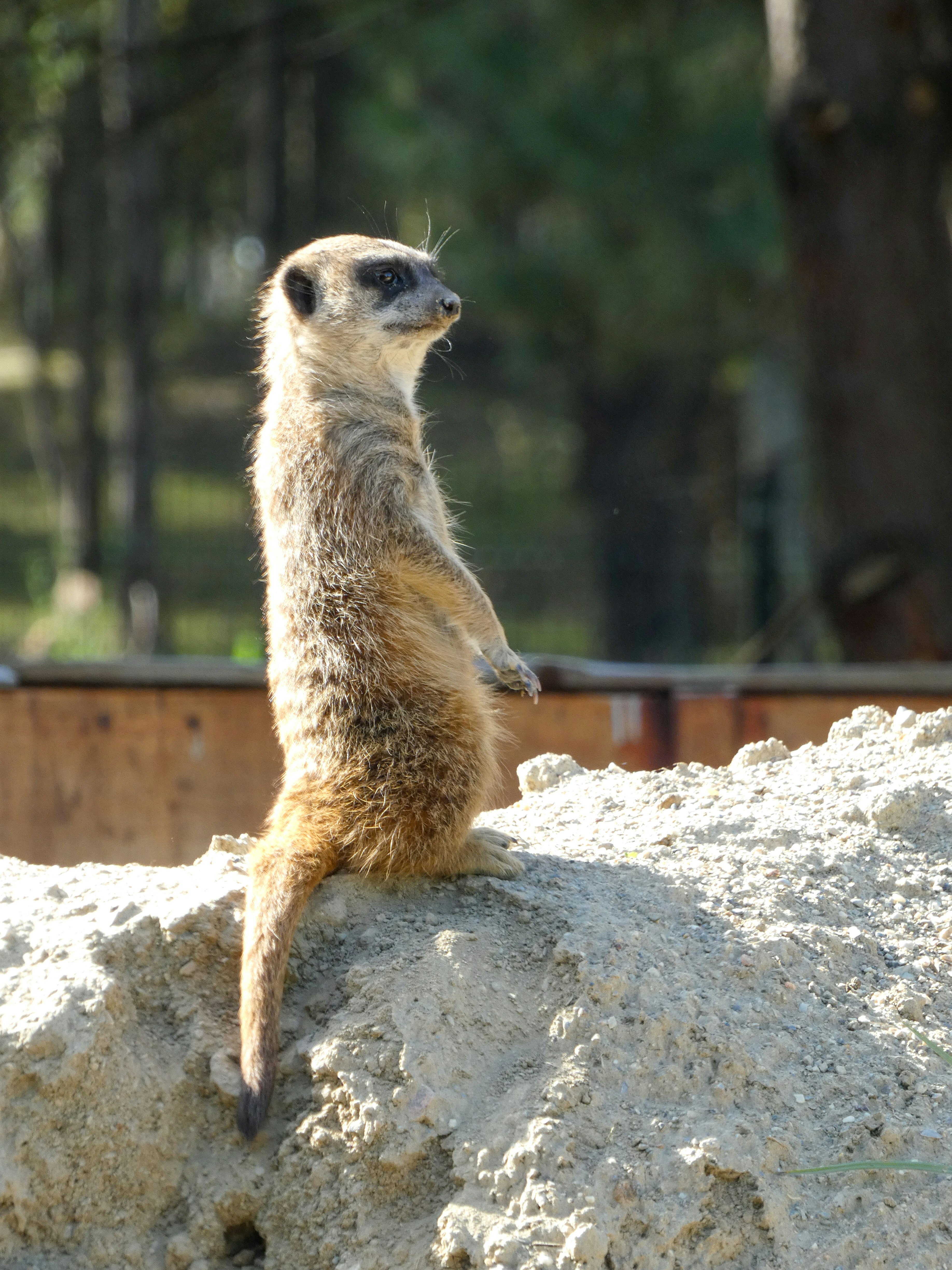 Un suricato se mantiene alerta.