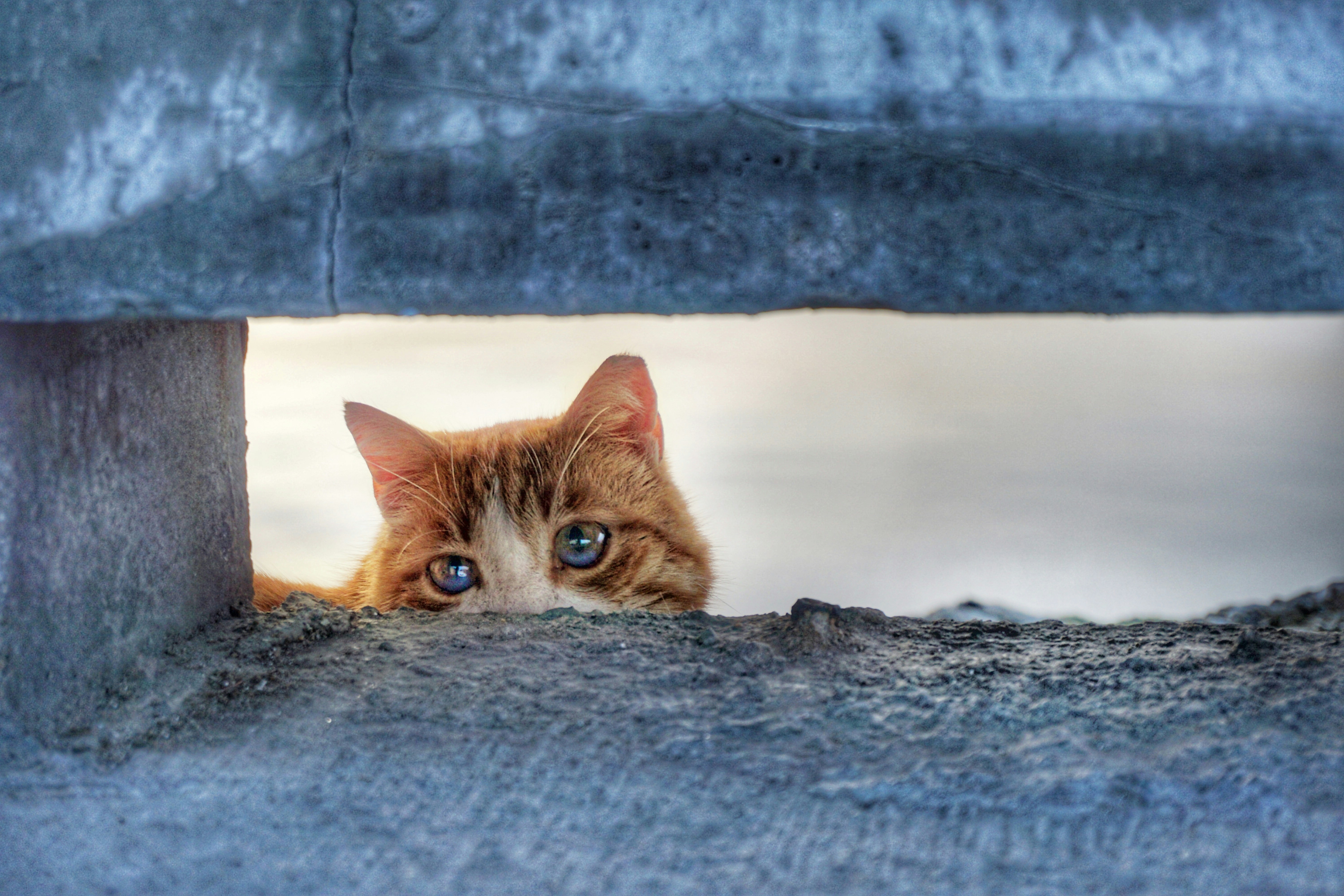 A curious cat peeks through an opening.