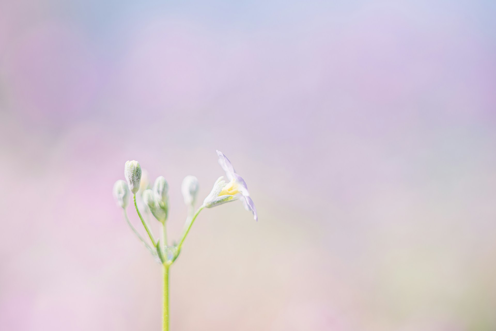 A delicate flower blooms in pastel colors.