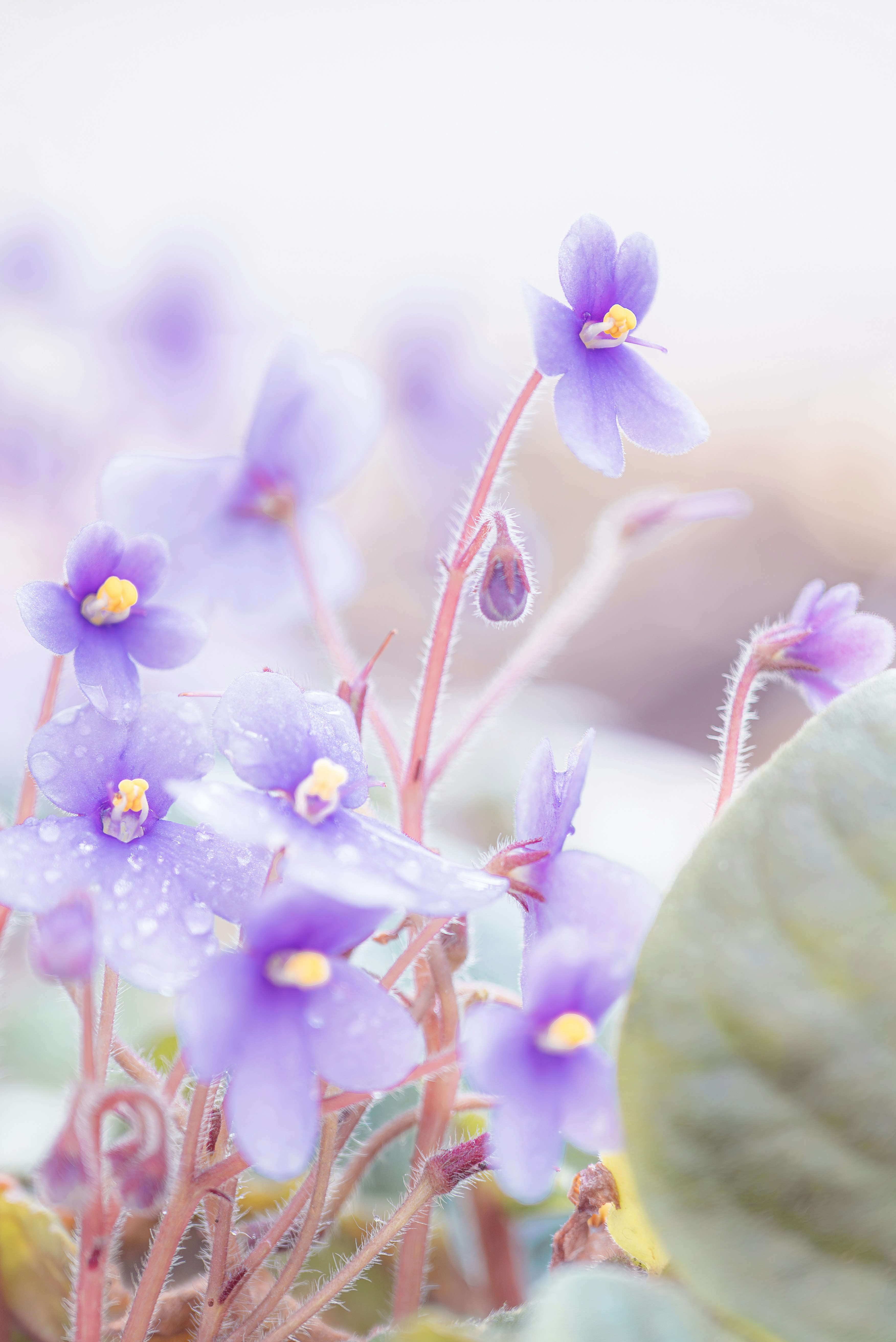 Purple african violets bloom delicately in soft light.