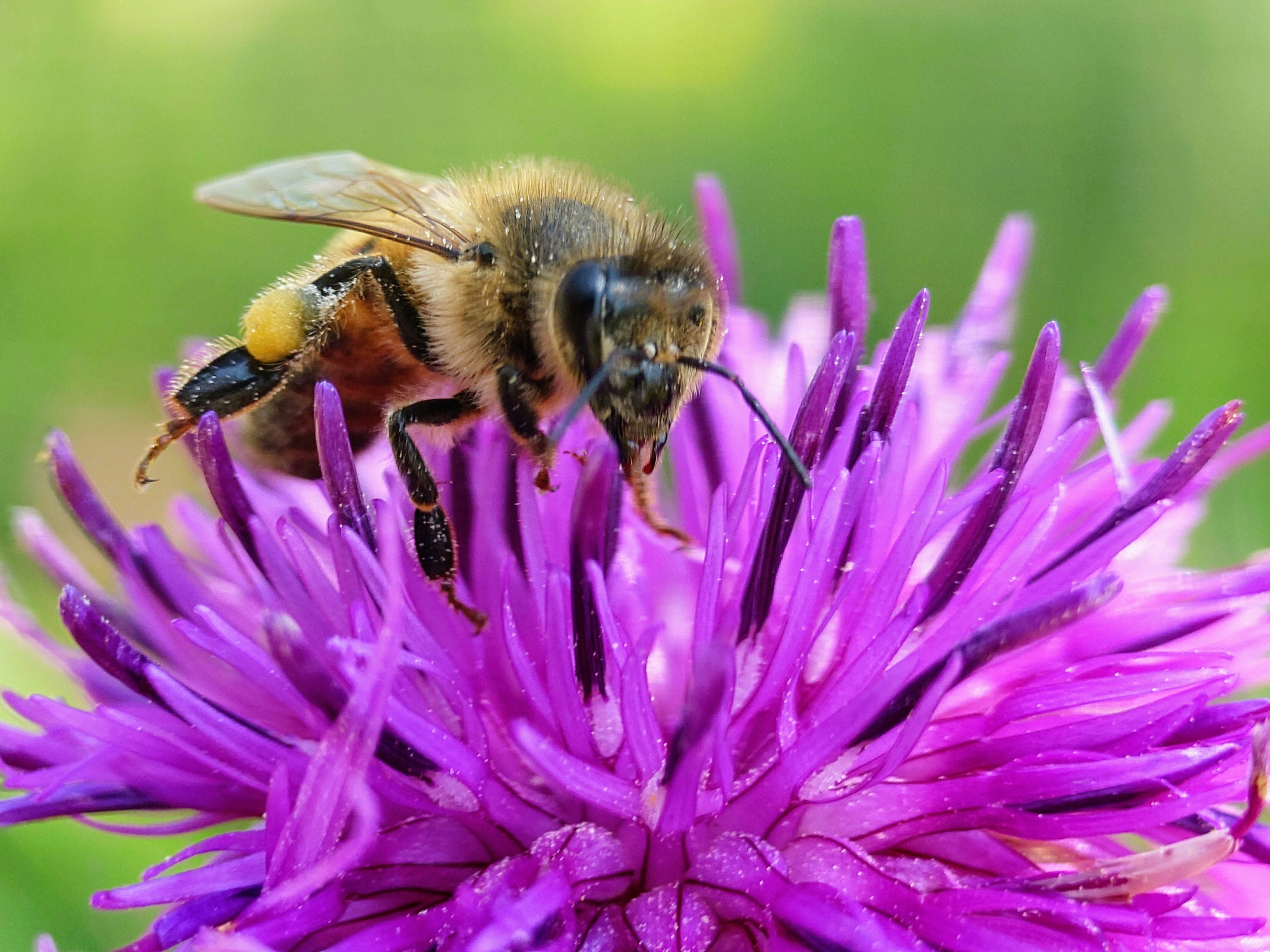 A bee pollinates a beautiful purple flower.