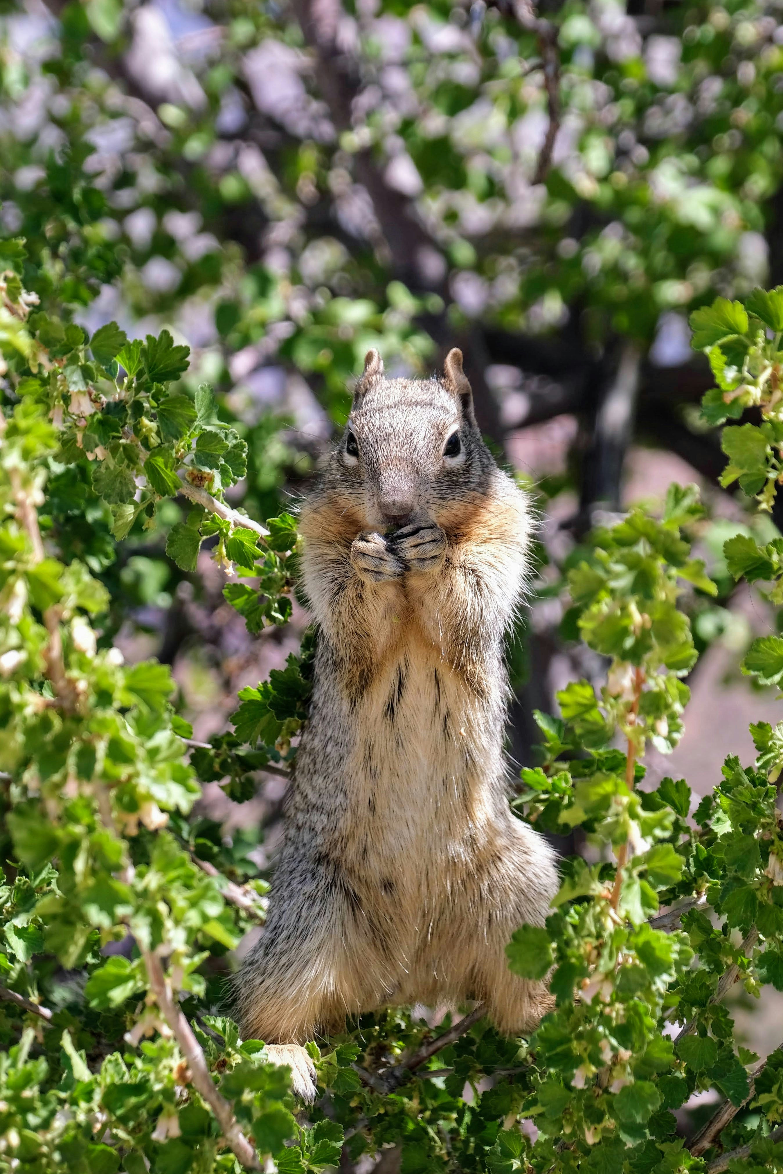 A squirrel is eating and posing in a tree.