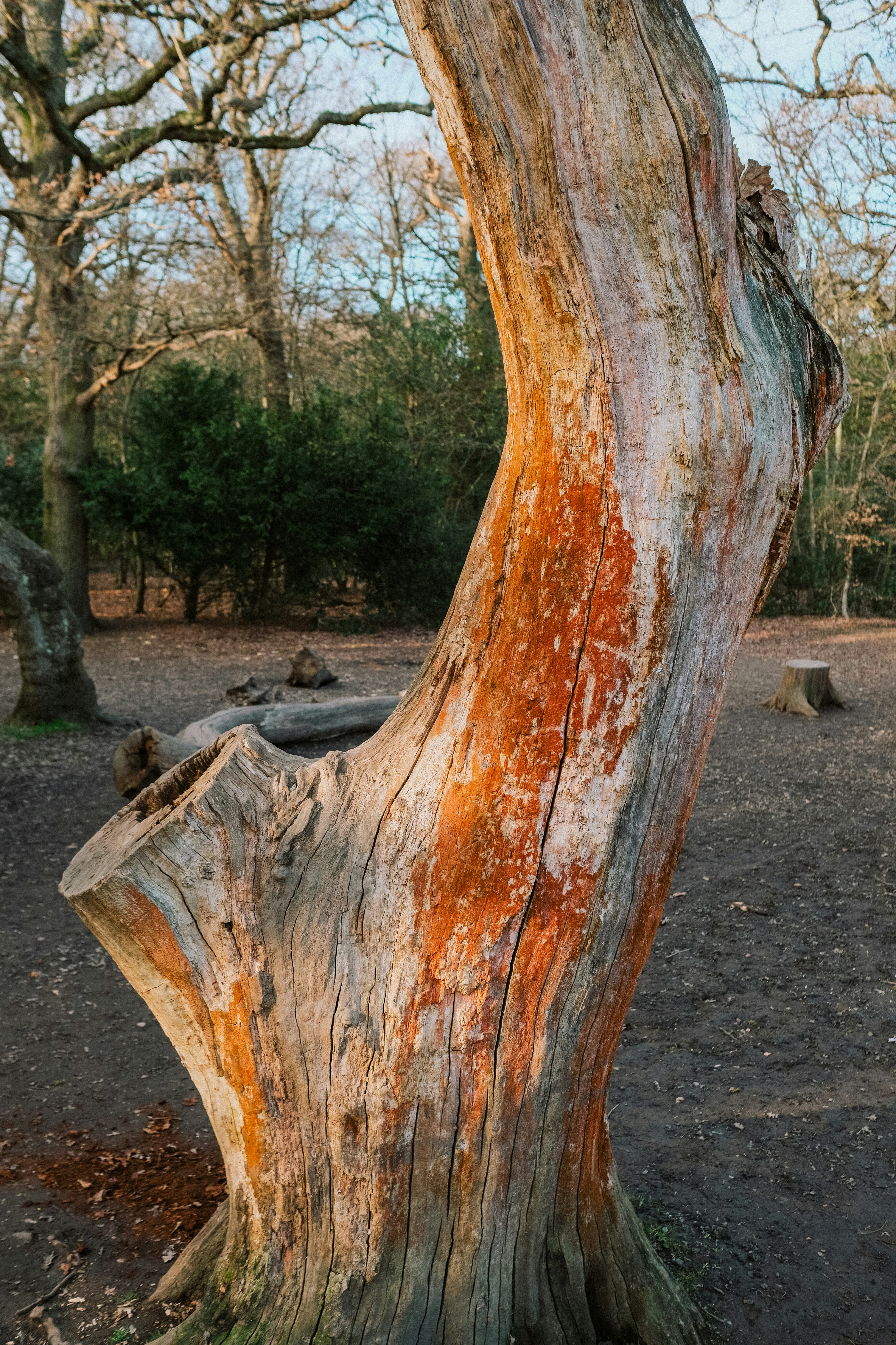 A weathered tree trunk stands in the forest.