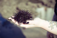 Someone is holding a spiky sea urchin.